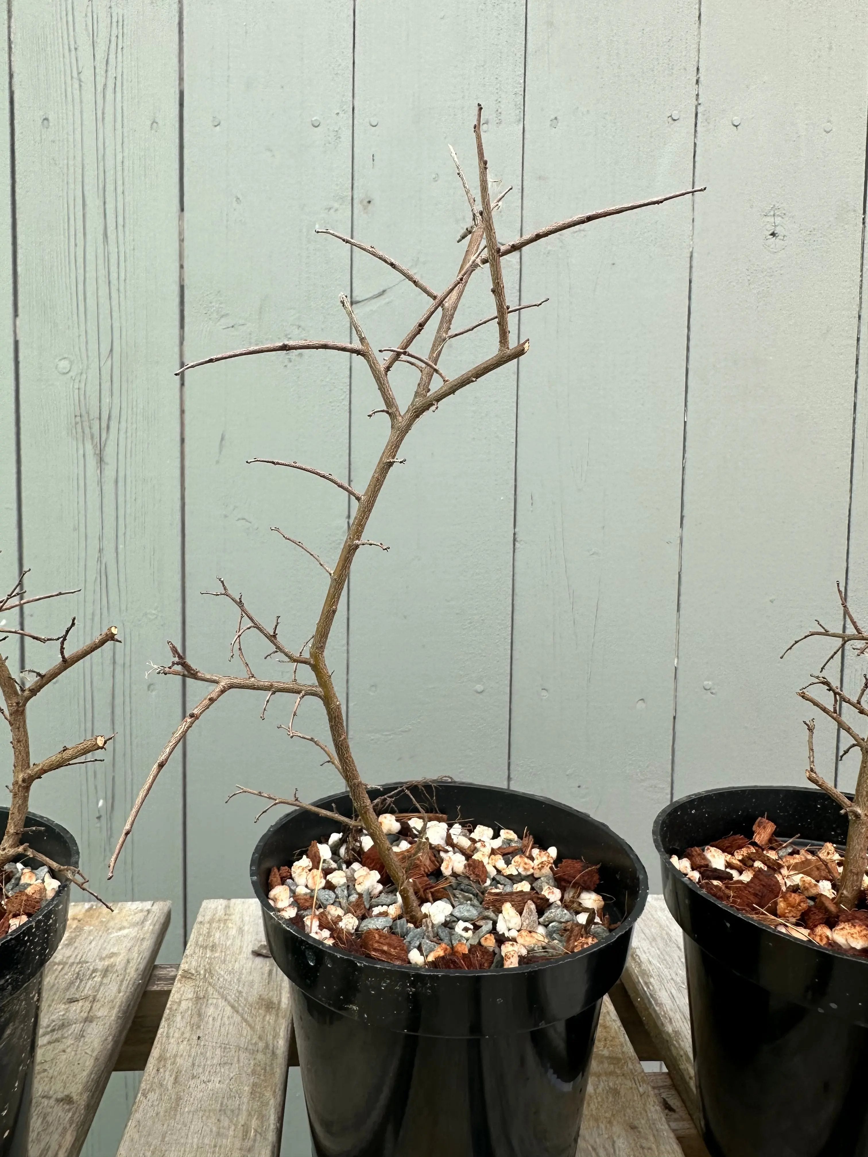 Chinese Elm Canada Bonsai