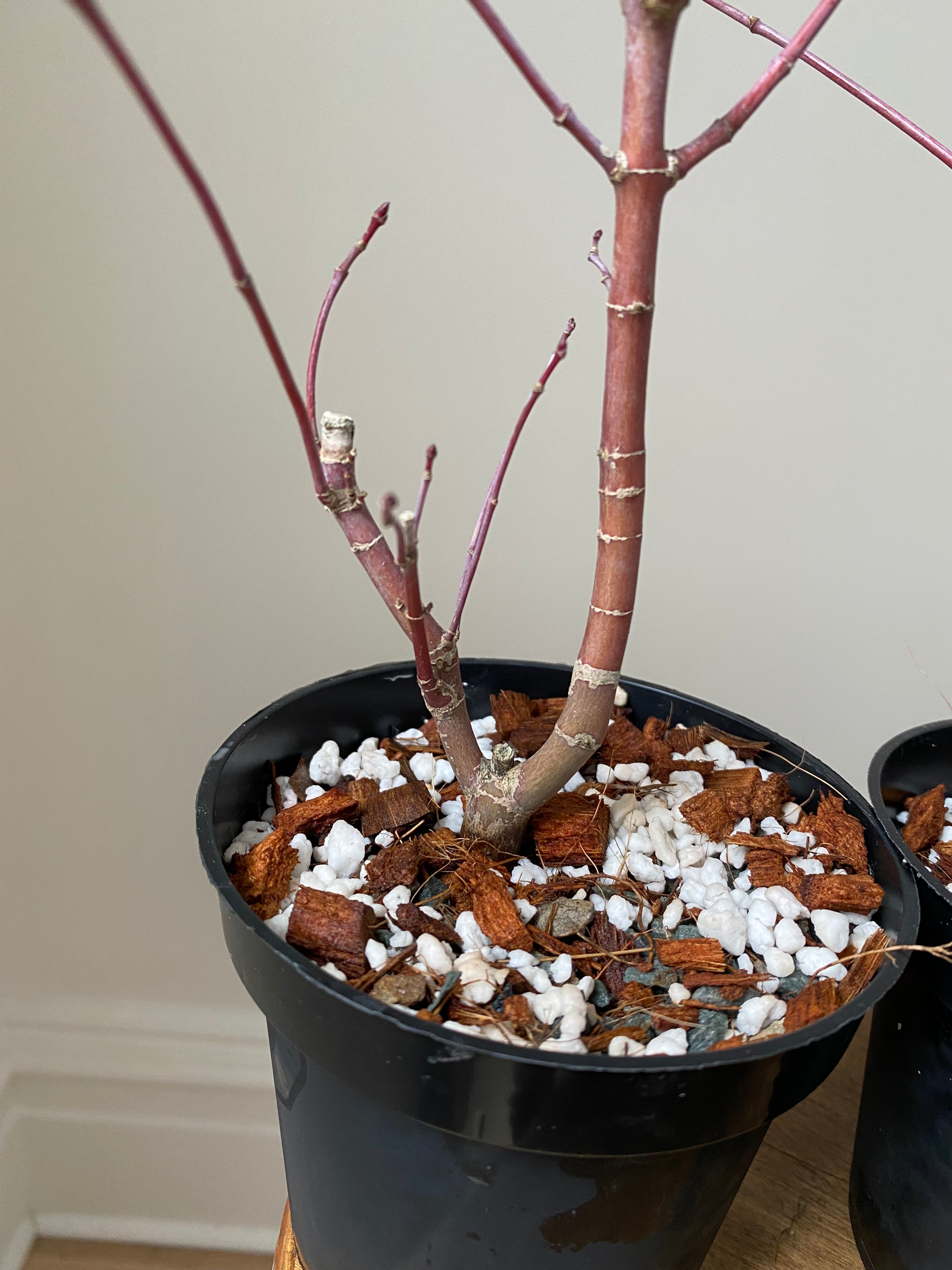 Acer palmatum 'Deshojo' (1 unit) (2025)