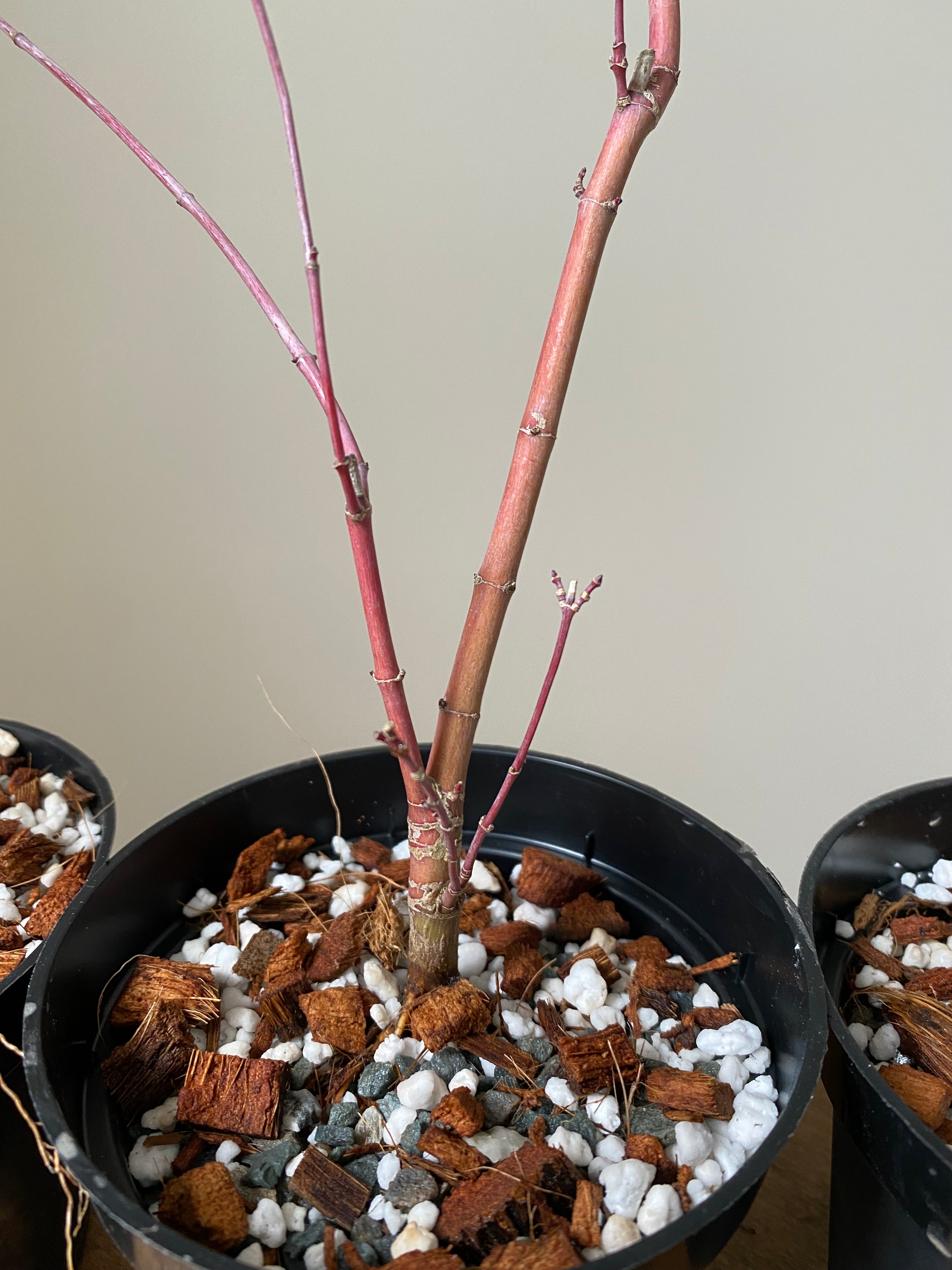 Acer palmatum 'Deshojo' (1 unit) (2025)