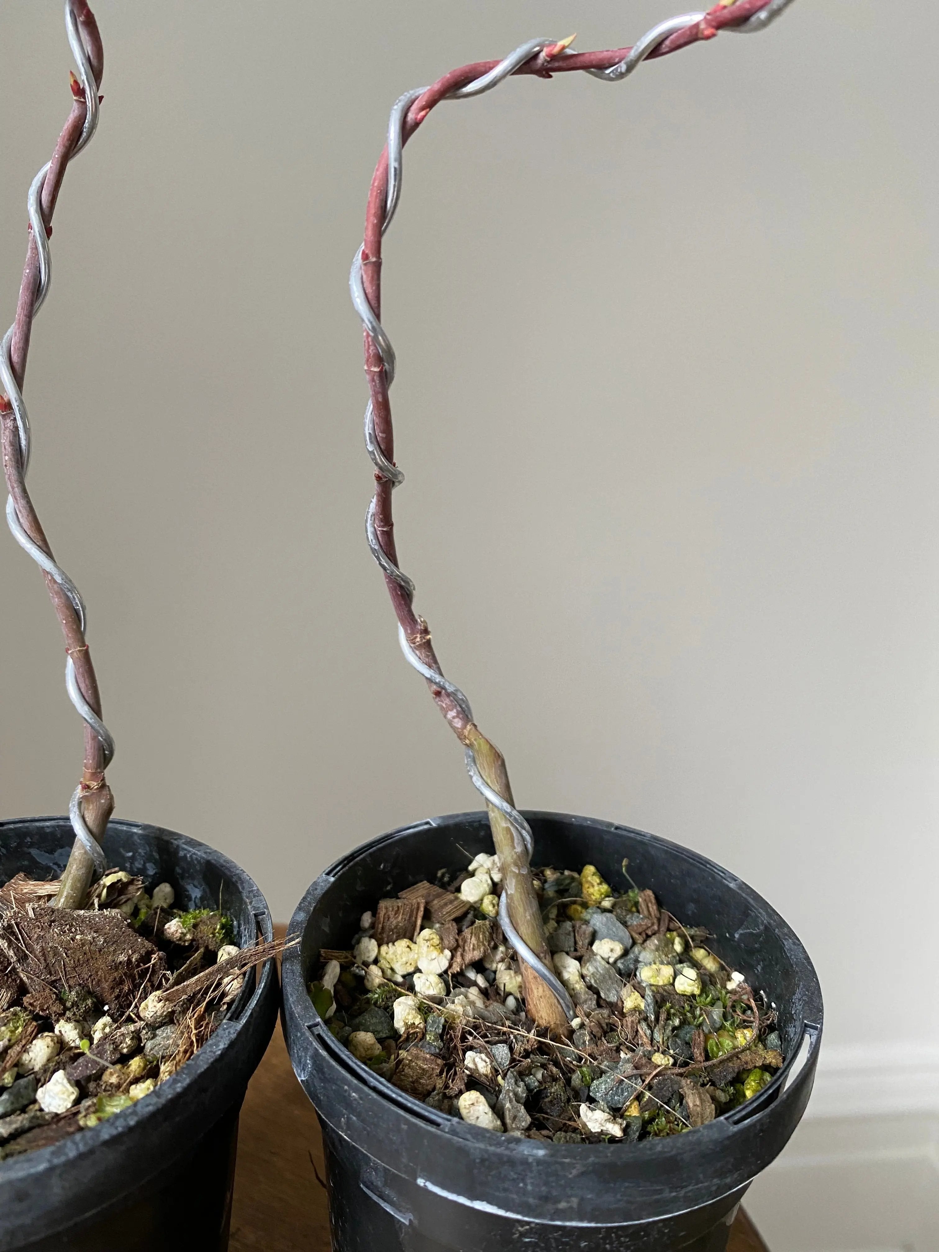 Japanese Maple 'Yves' Select' Canada Bonsai