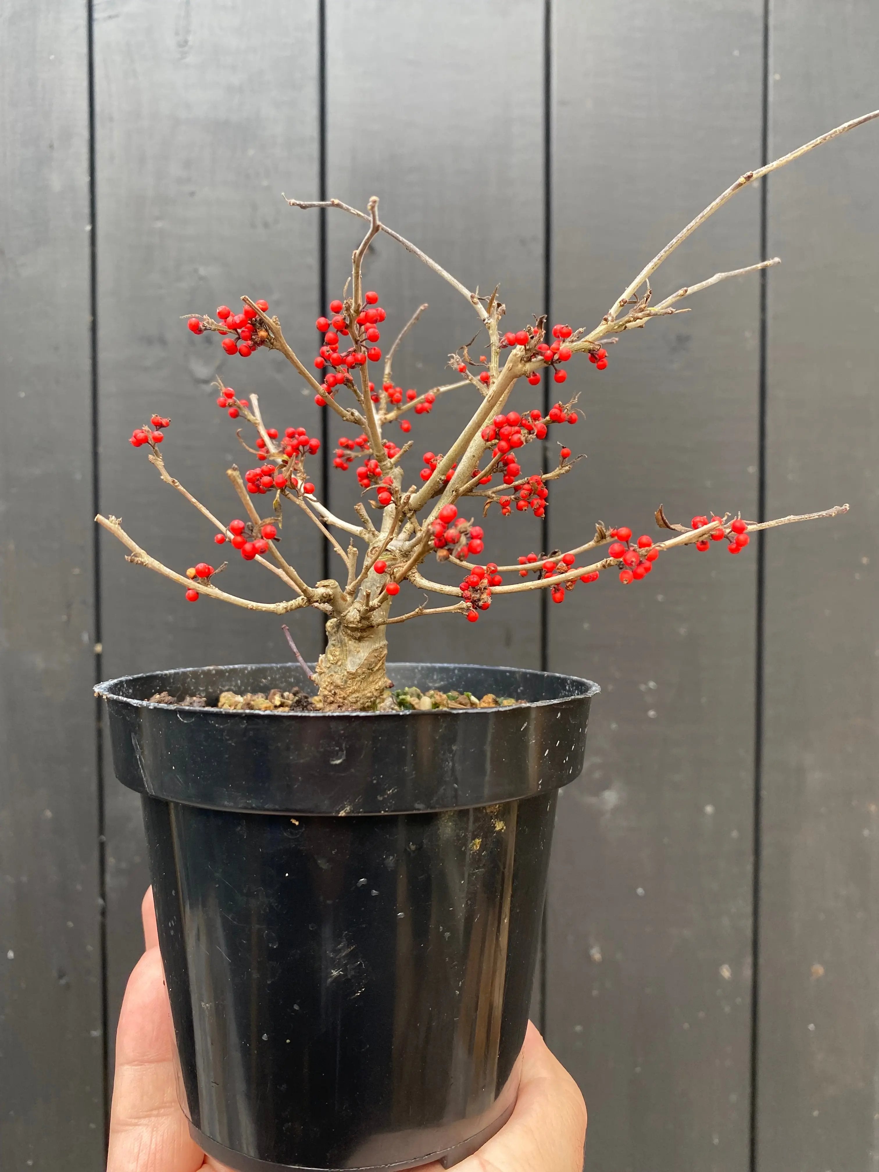 Winterberry 'Koshobai' Canada Bonsai