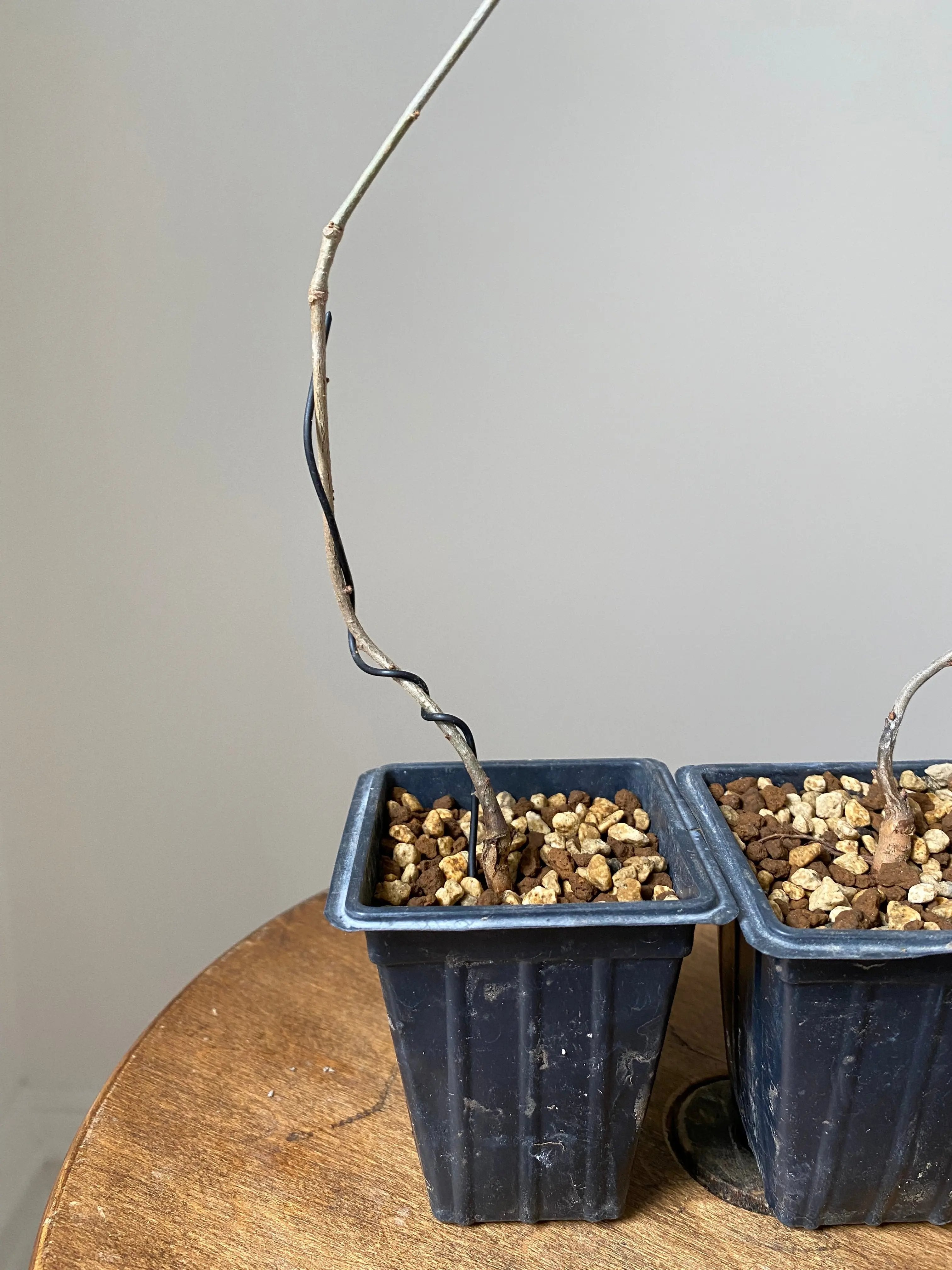 Konara Oak Canada Bonsai