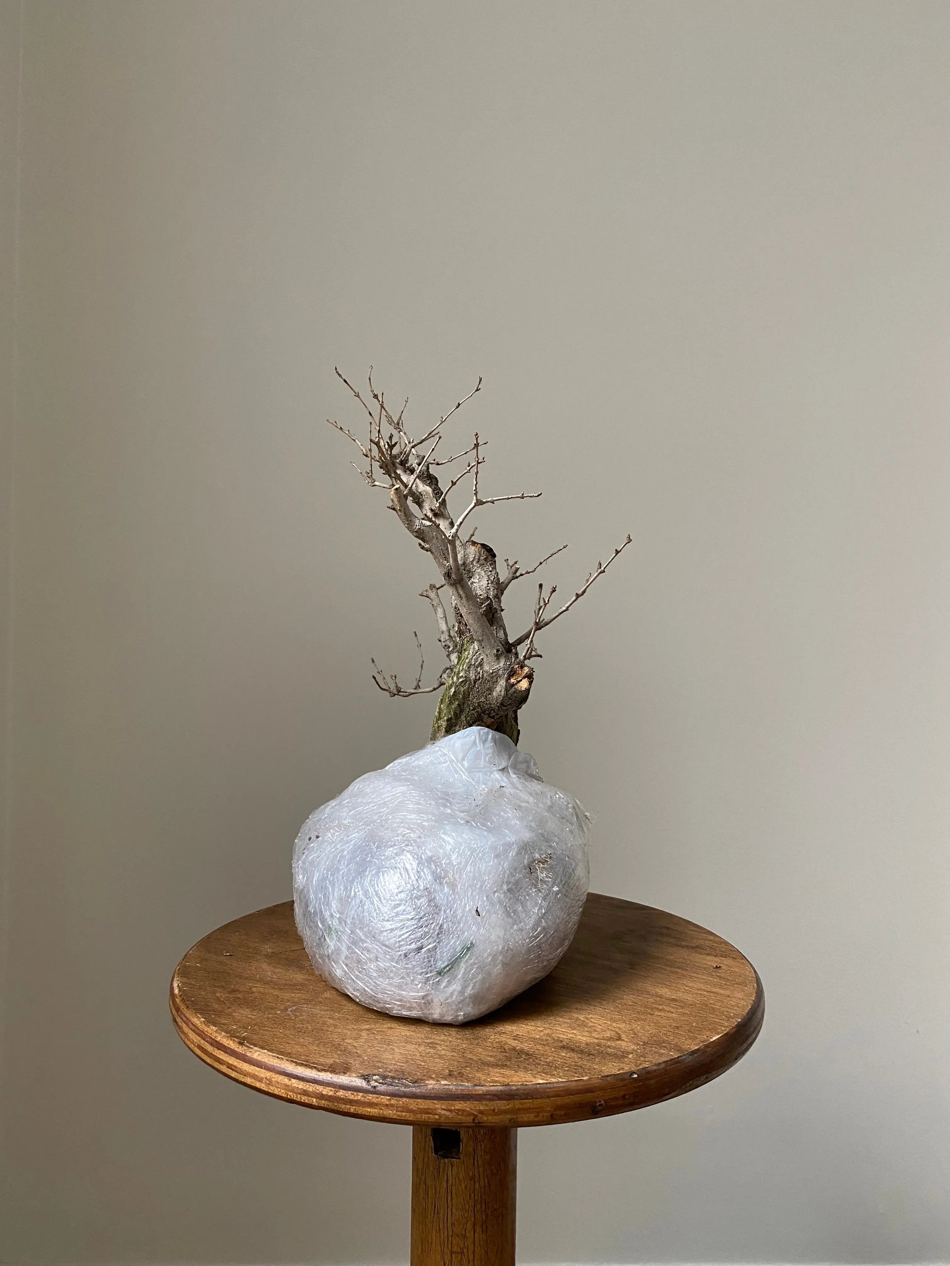 Pomegranate Neji-Kan Canada Bonsai