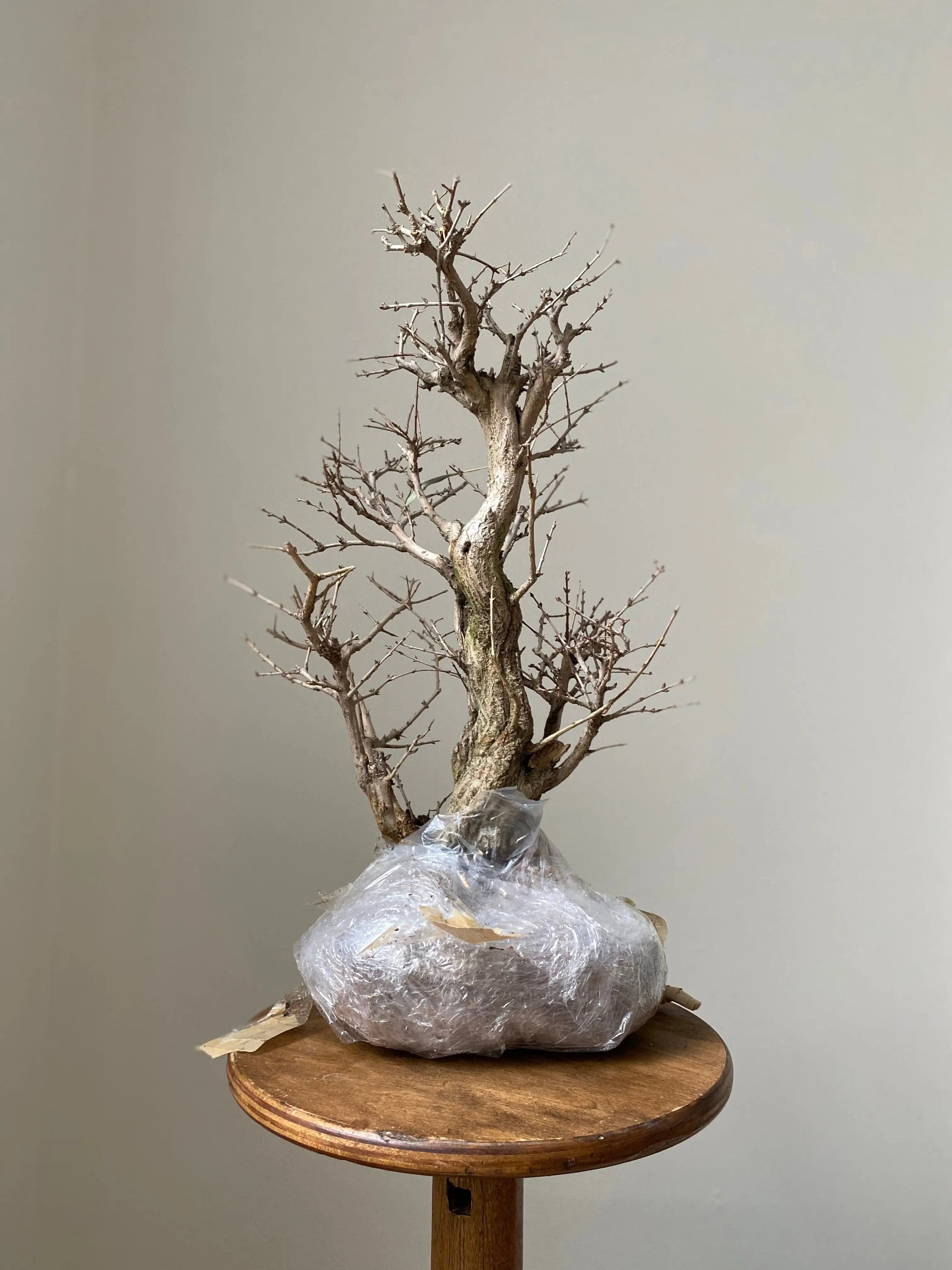 Pomegranate Neji-Kan Canada Bonsai