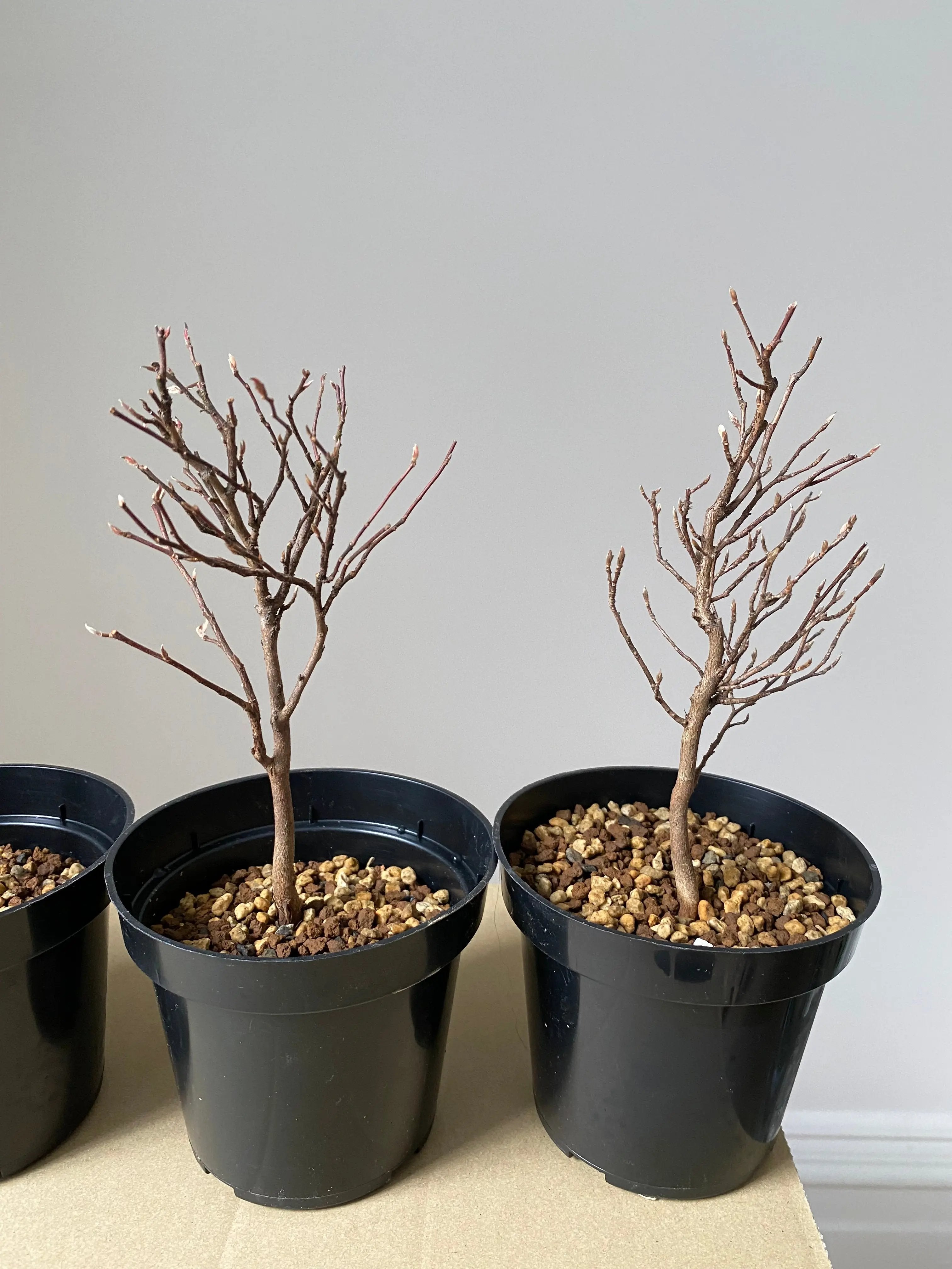 Stewartia Canada Bonsai