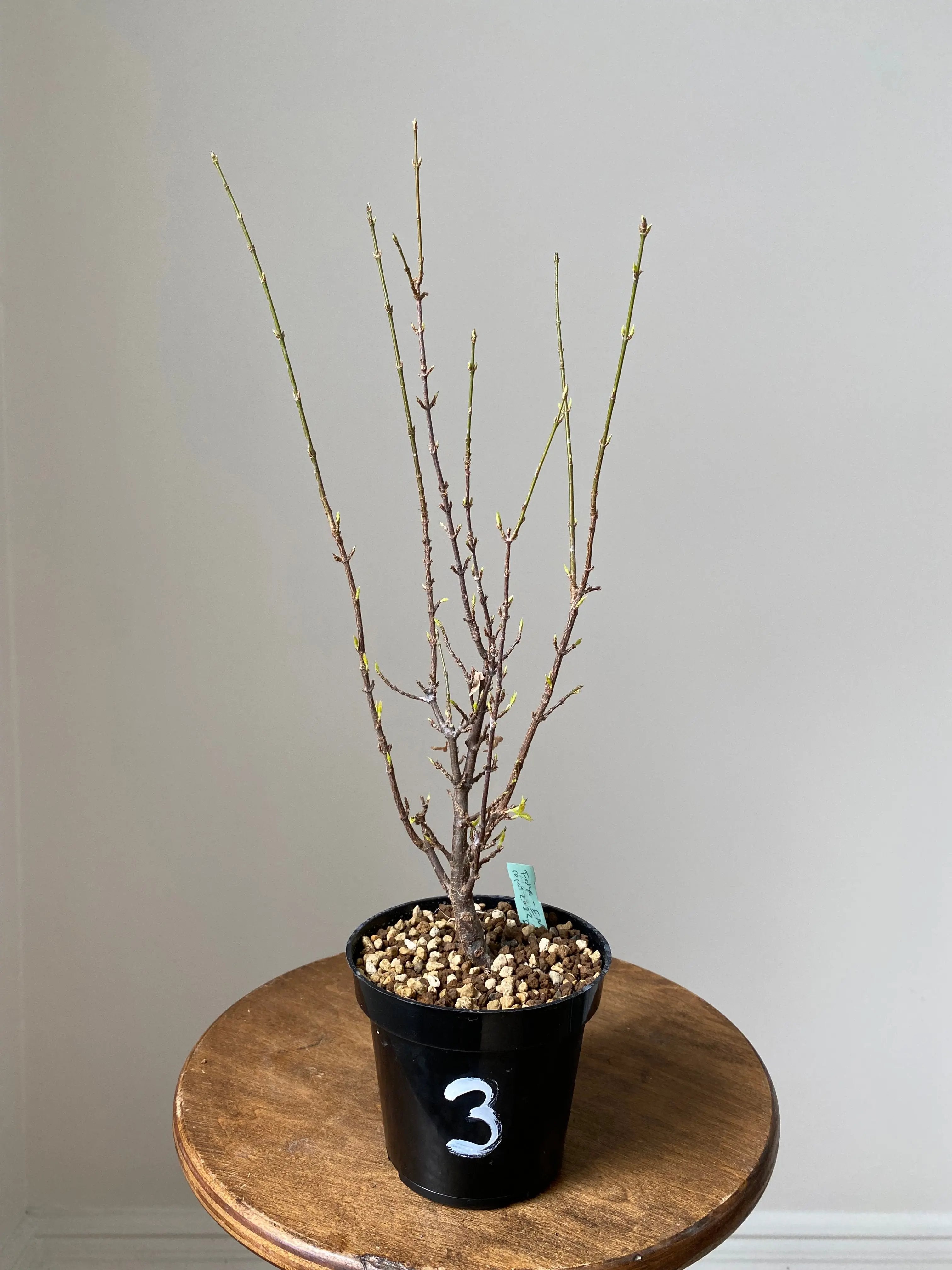 Trident Maple 'Fuyo-En' Canada Bonsai