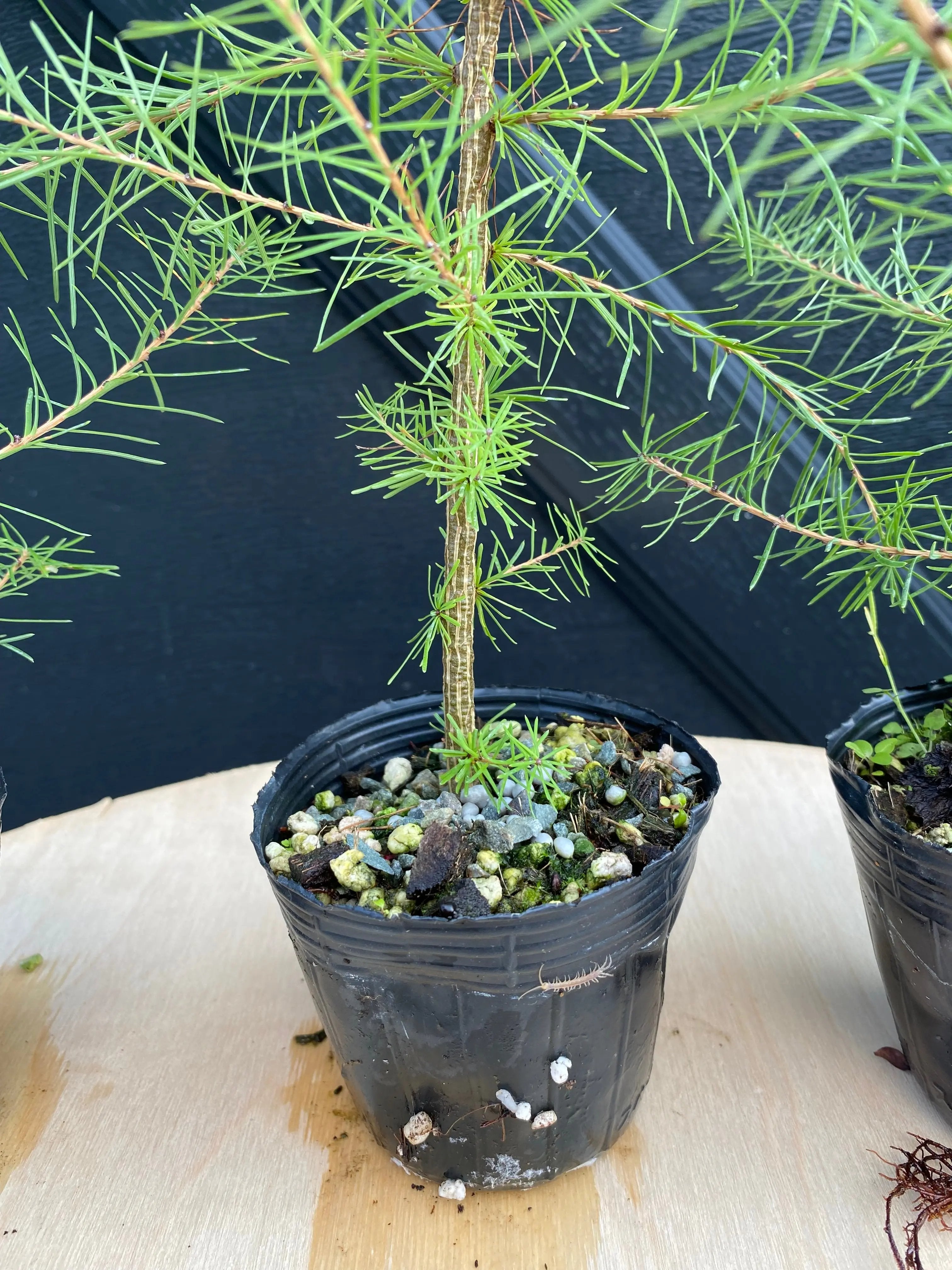 Larch Canada Bonsai