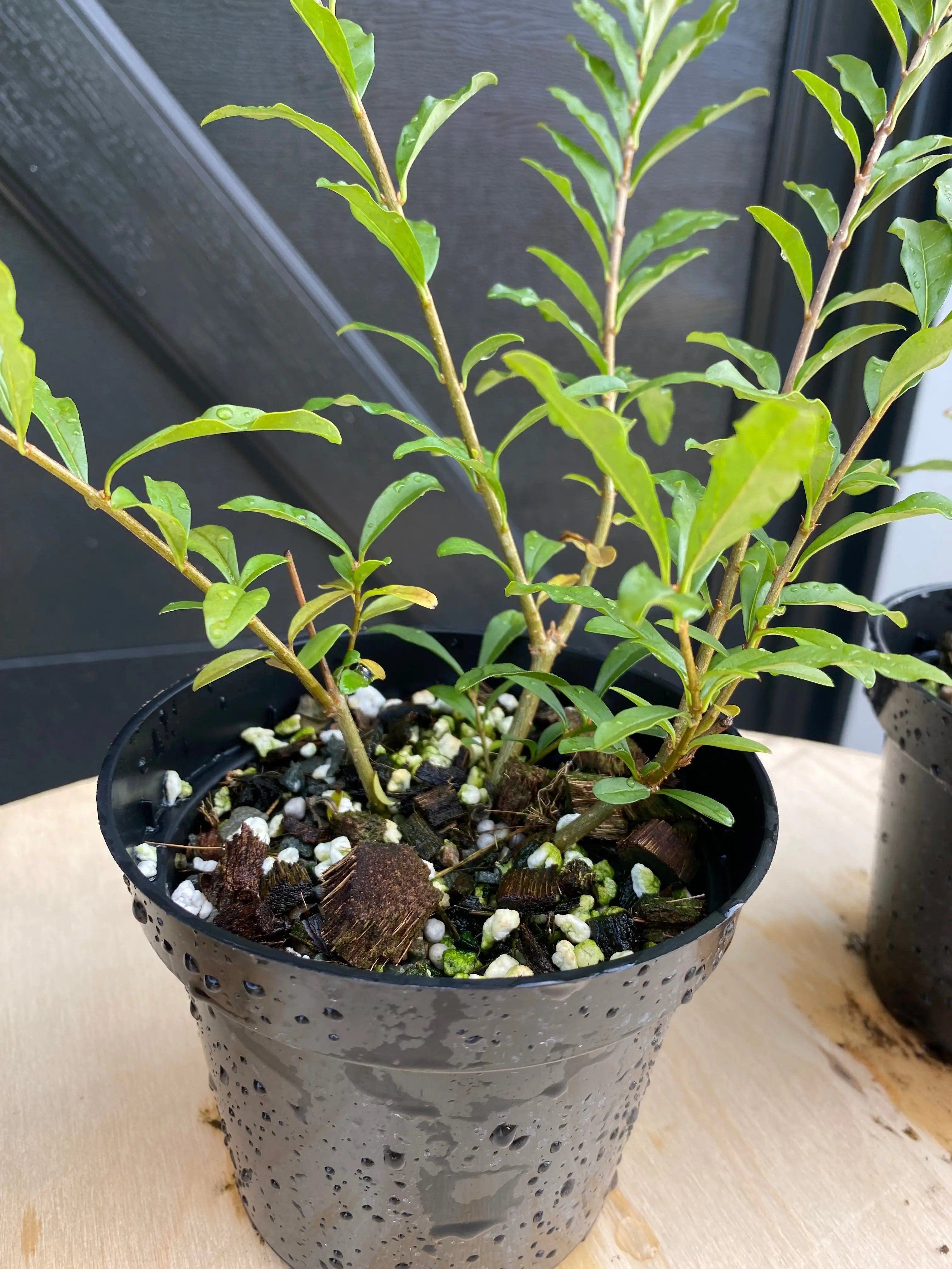 Privet (Ibota) Canada Bonsai