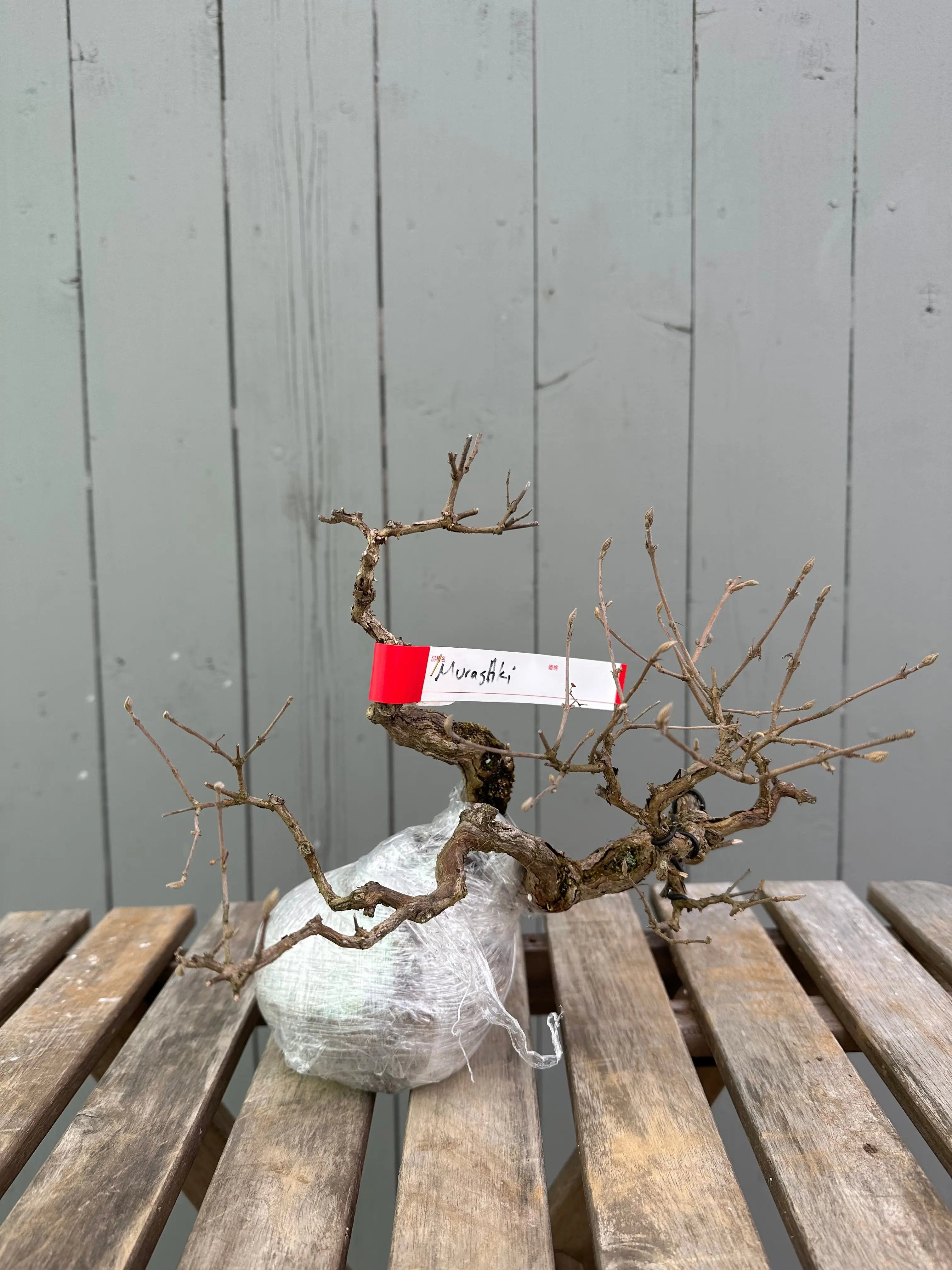 Callicarpa Canada Bonsai