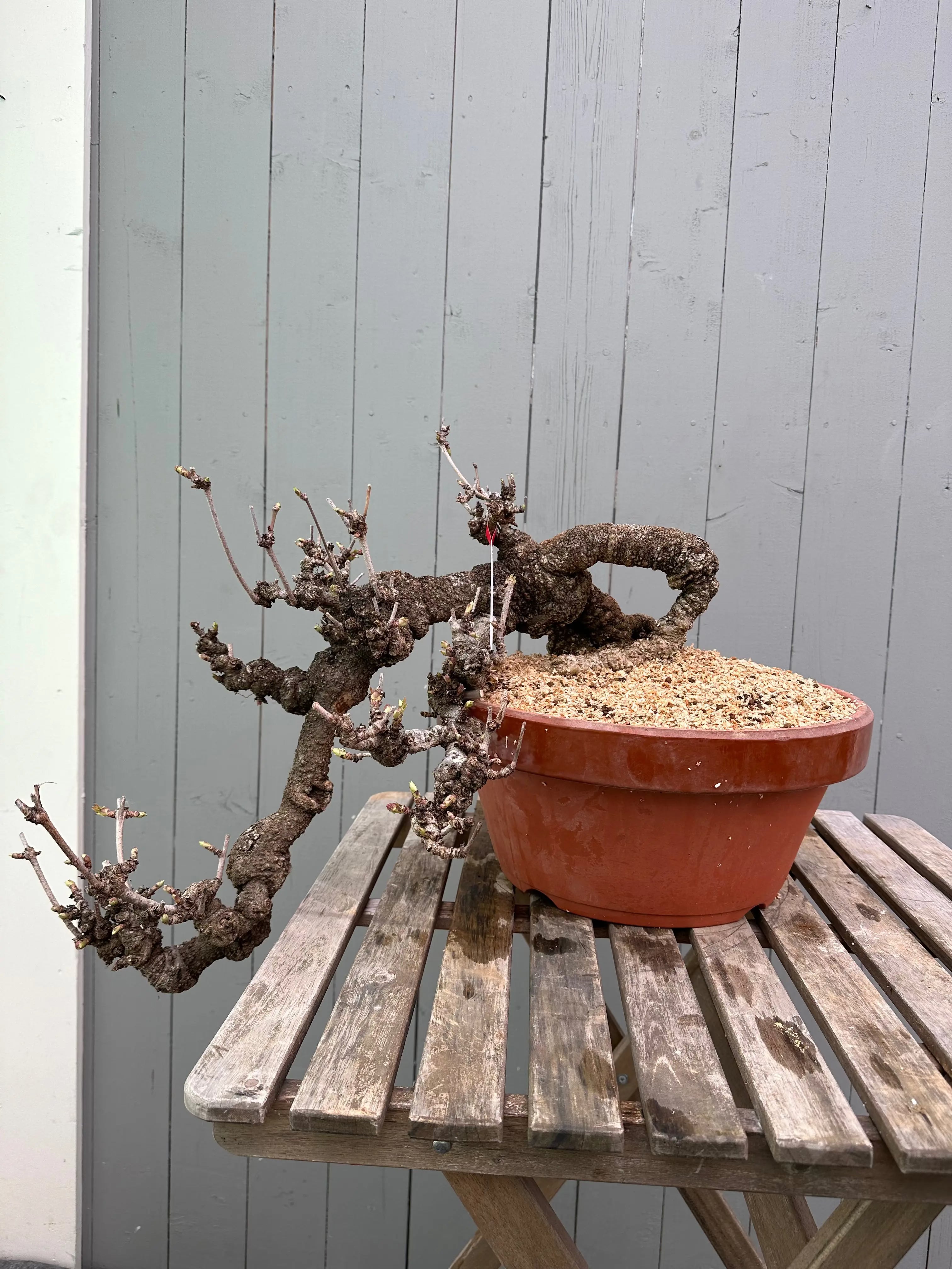 Akebia Canada Bonsai