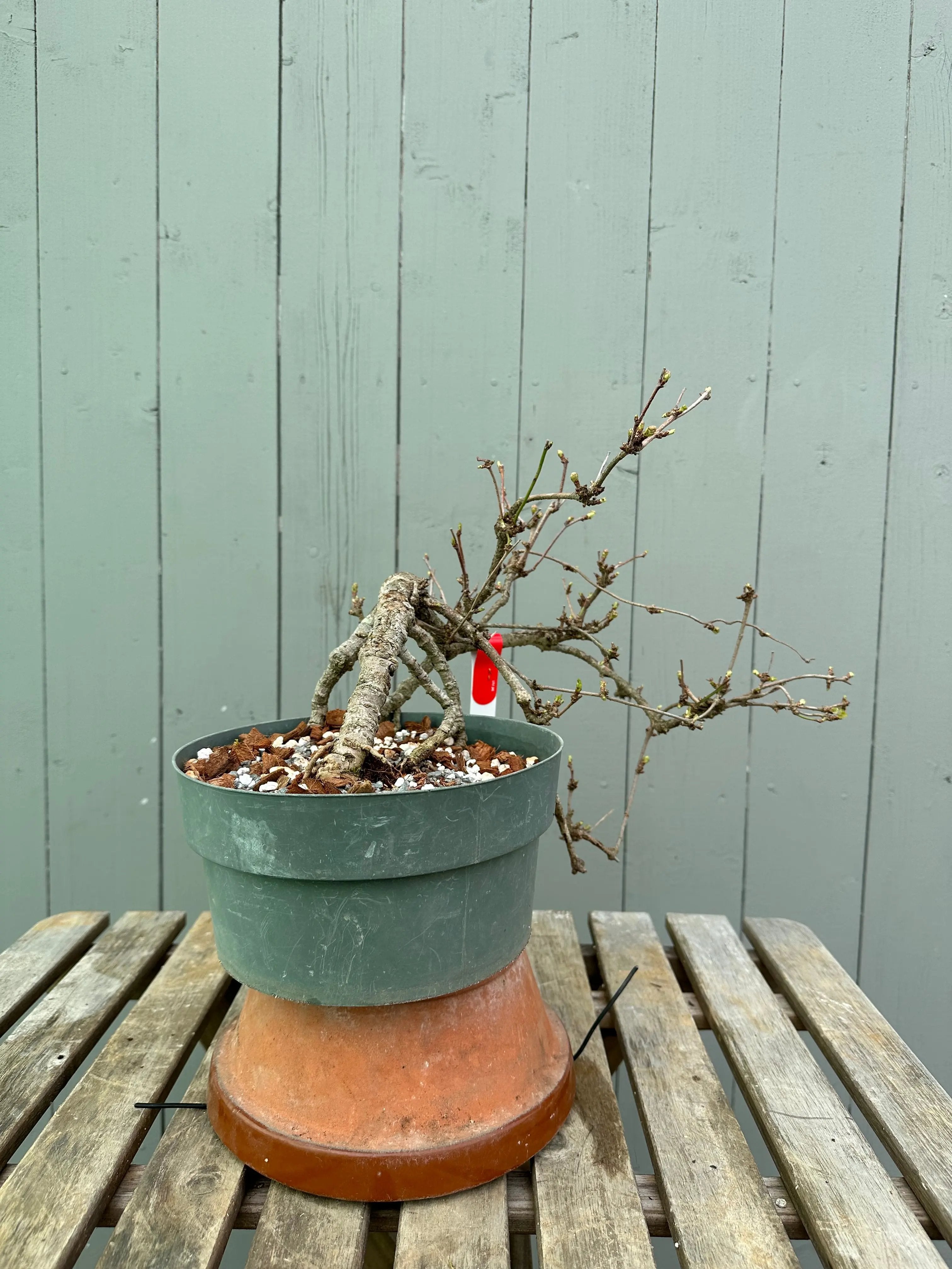 Akebia Canada Bonsai