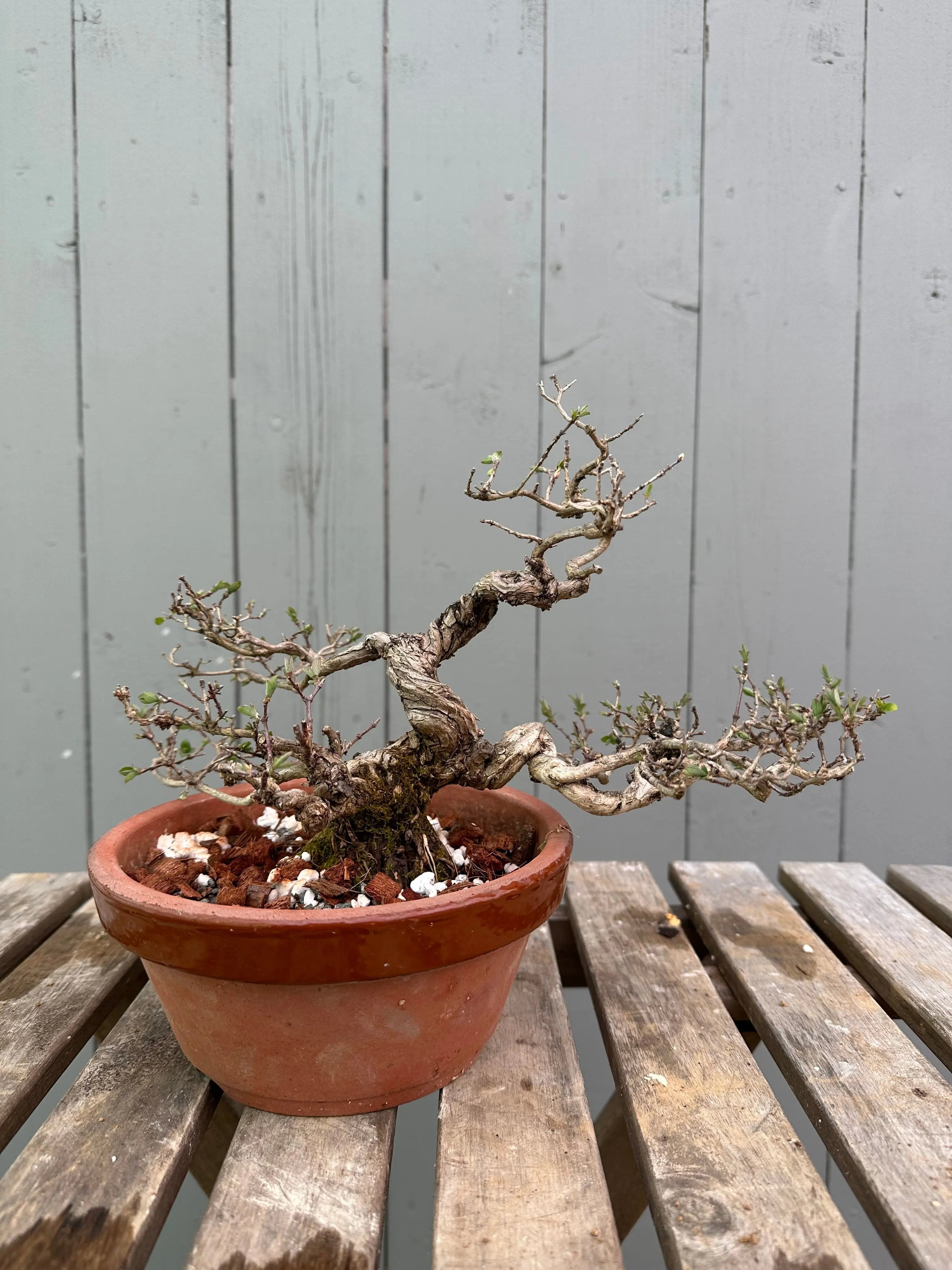 Uguisukagura Canada Bonsai