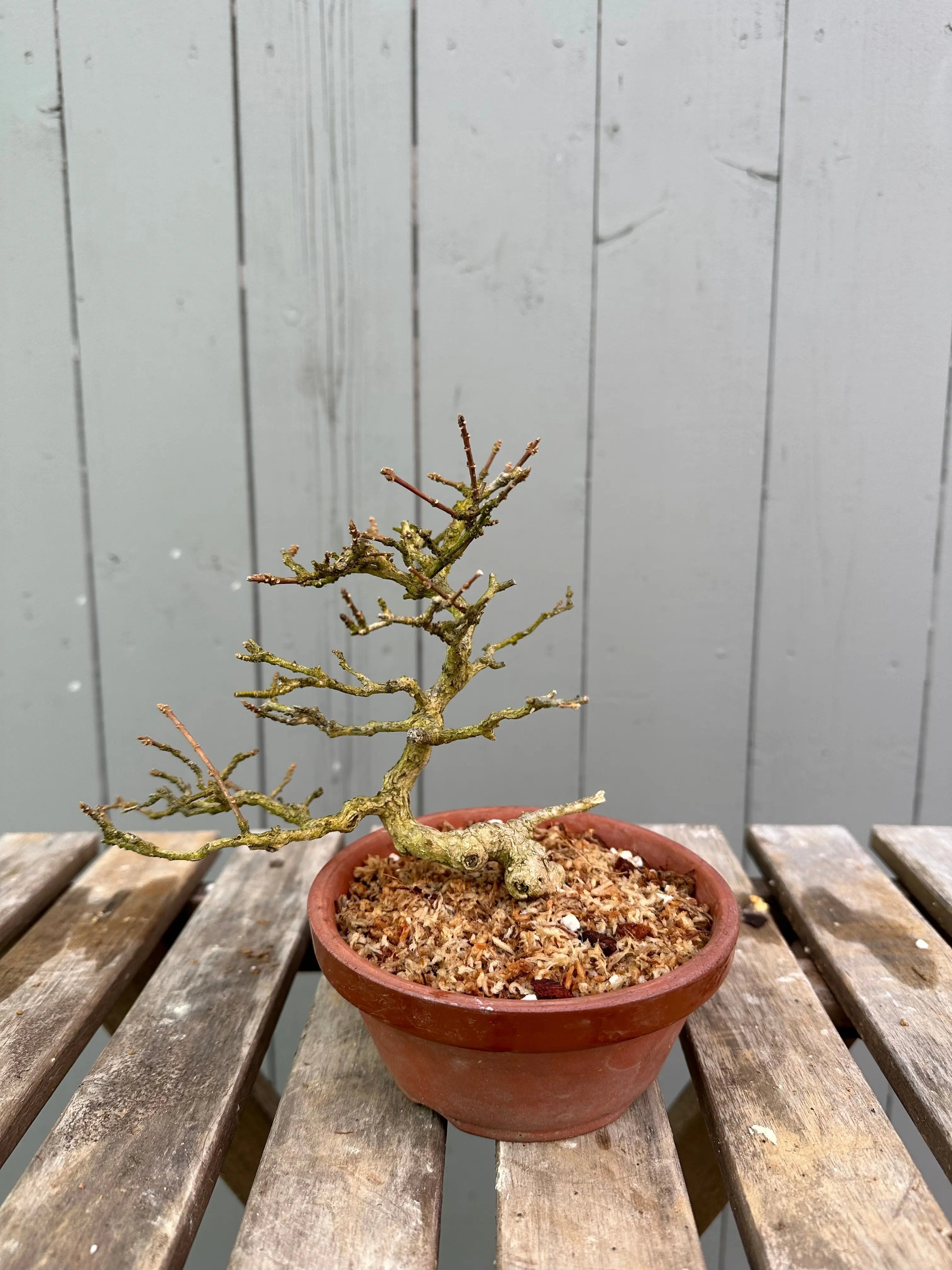Musk Maple Canada Bonsai