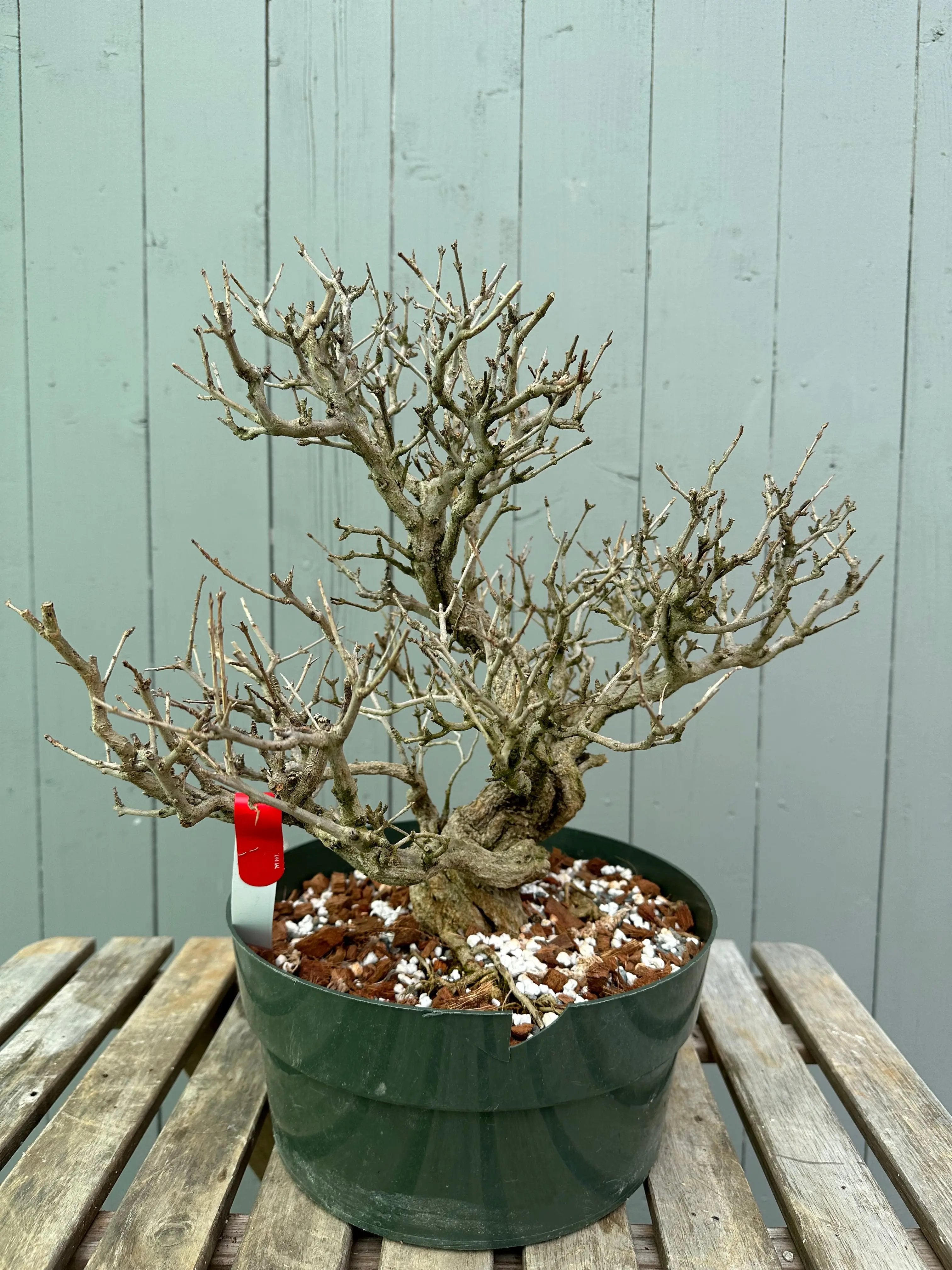 Pomegranate Neji-Kan Canada Bonsai