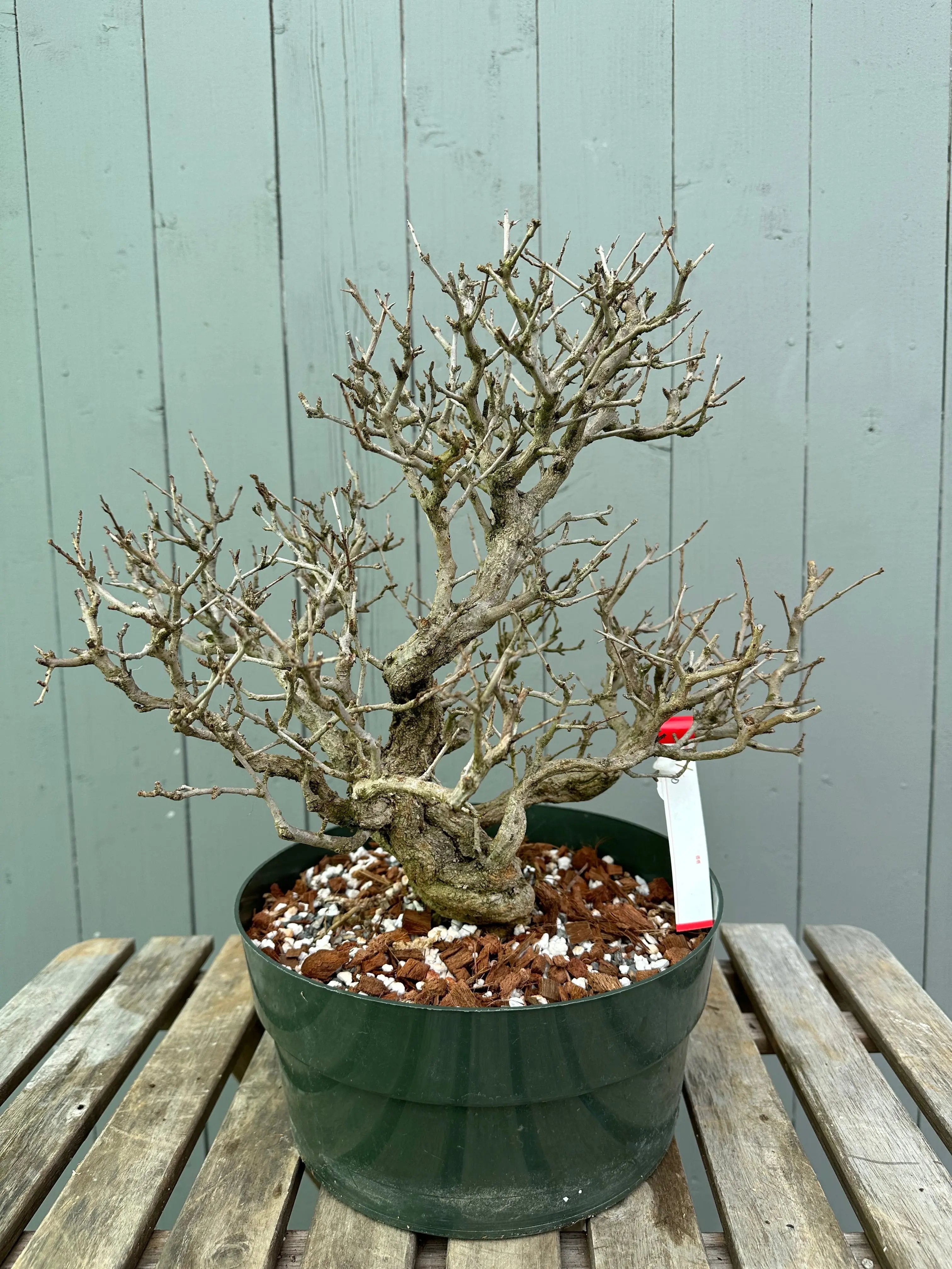 Pomegranate Neji-Kan Canada Bonsai