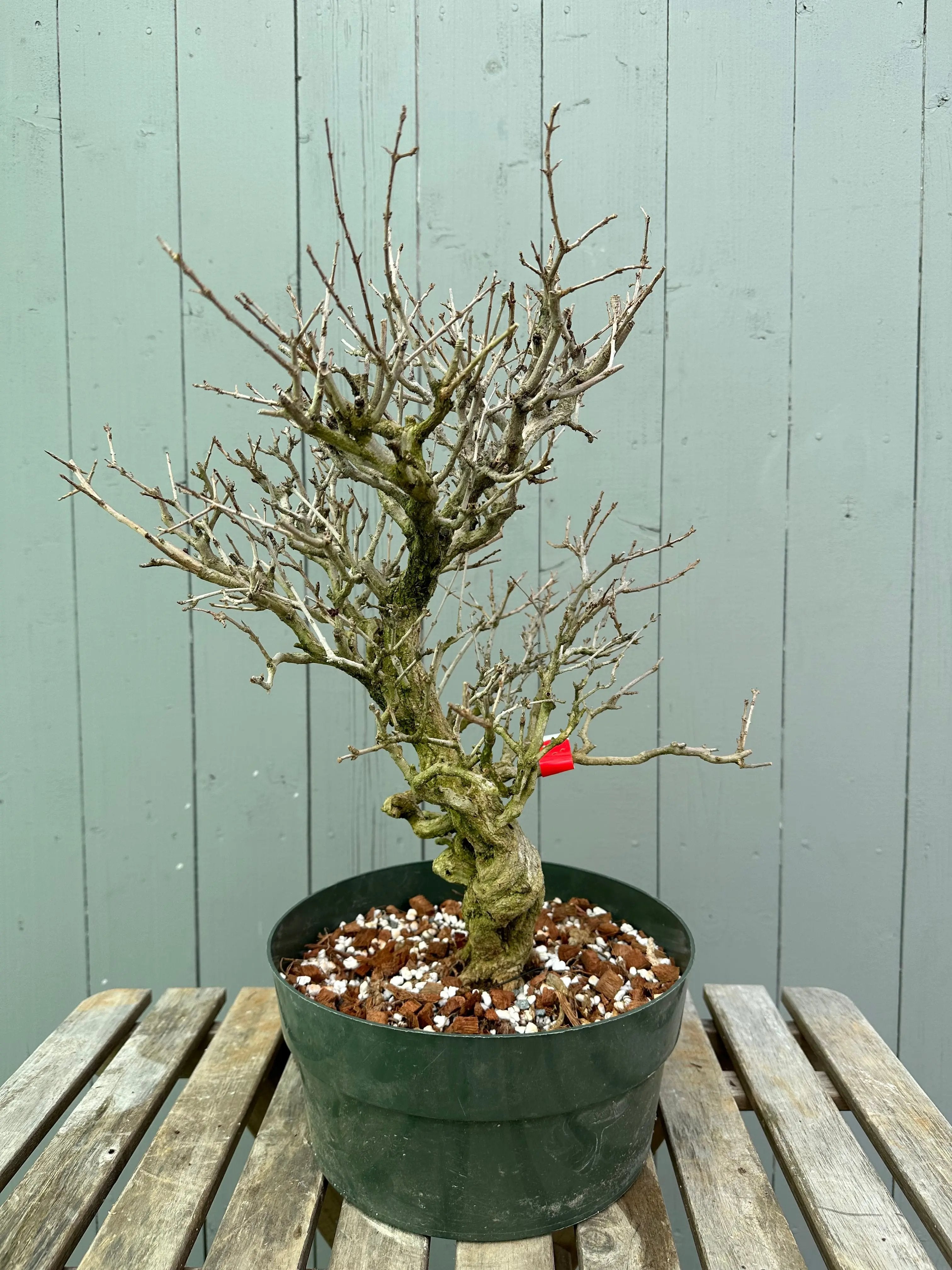 Pomegranate Neji-Kan Canada Bonsai