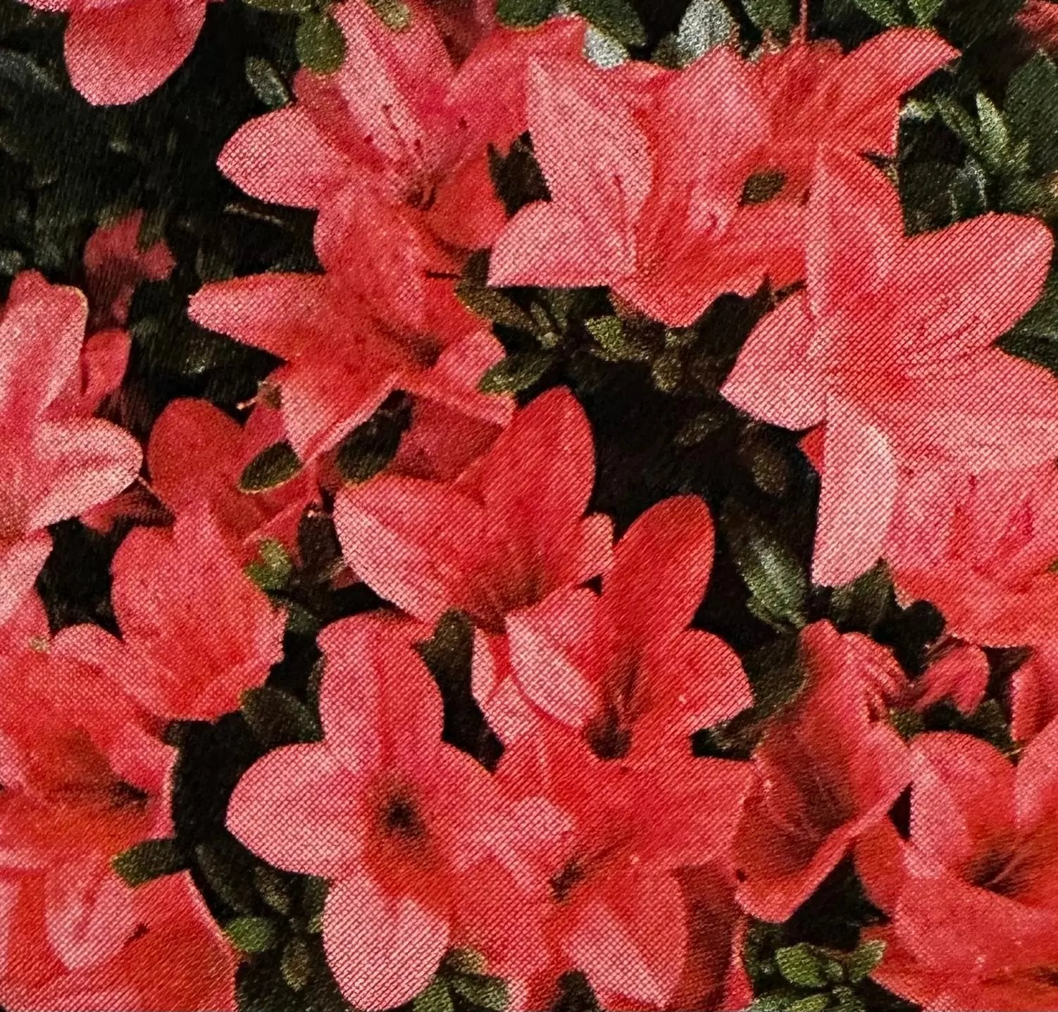Satsuki 'Akakozan' Canada Bonsai