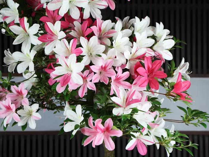 Satsuki 'Asukanishiki' Canada Bonsai