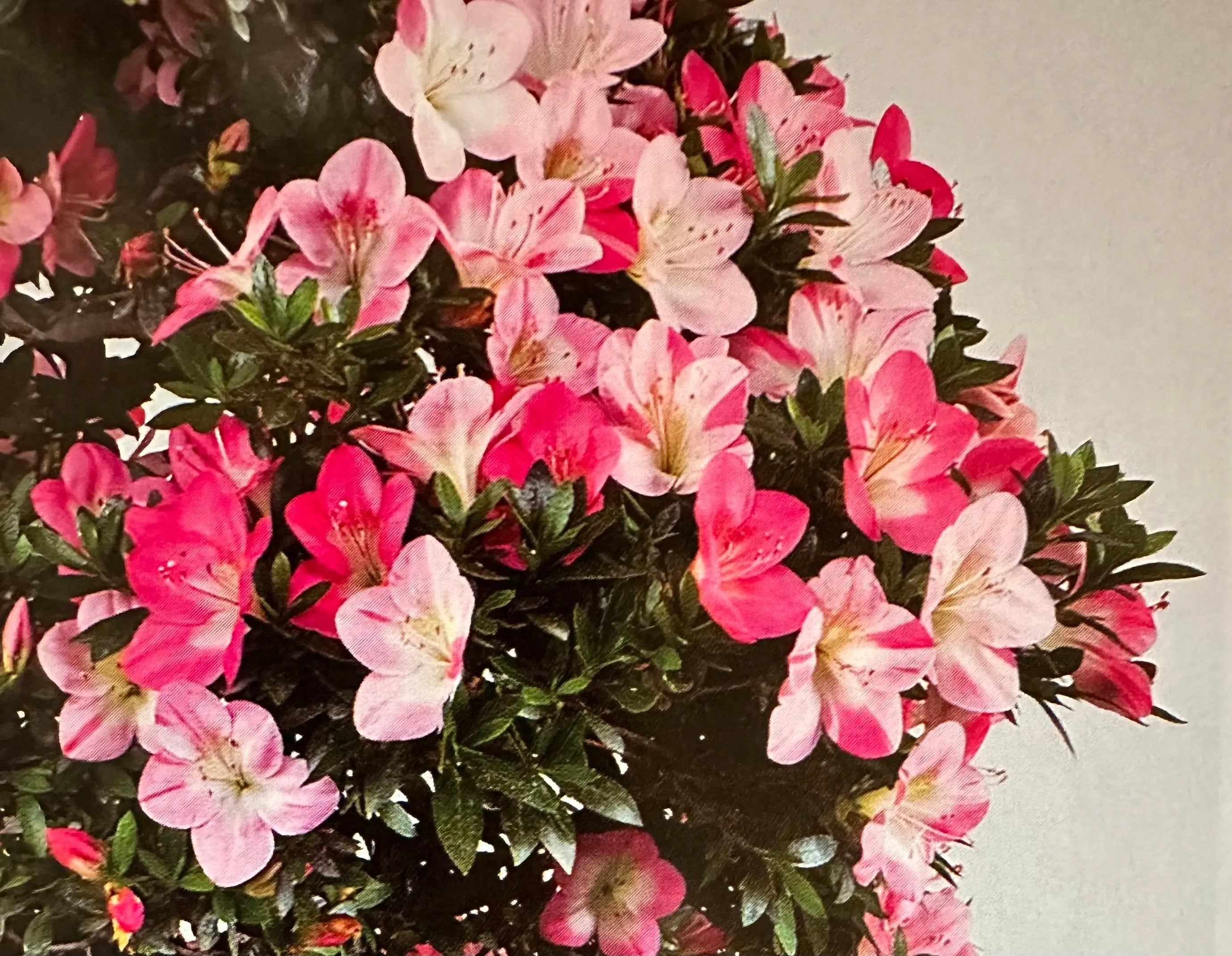 Satsuki 'Misora' Canada Bonsai