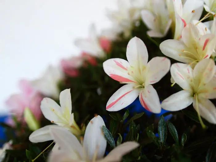 Satsuki 'Hakurin' Canada Bonsai