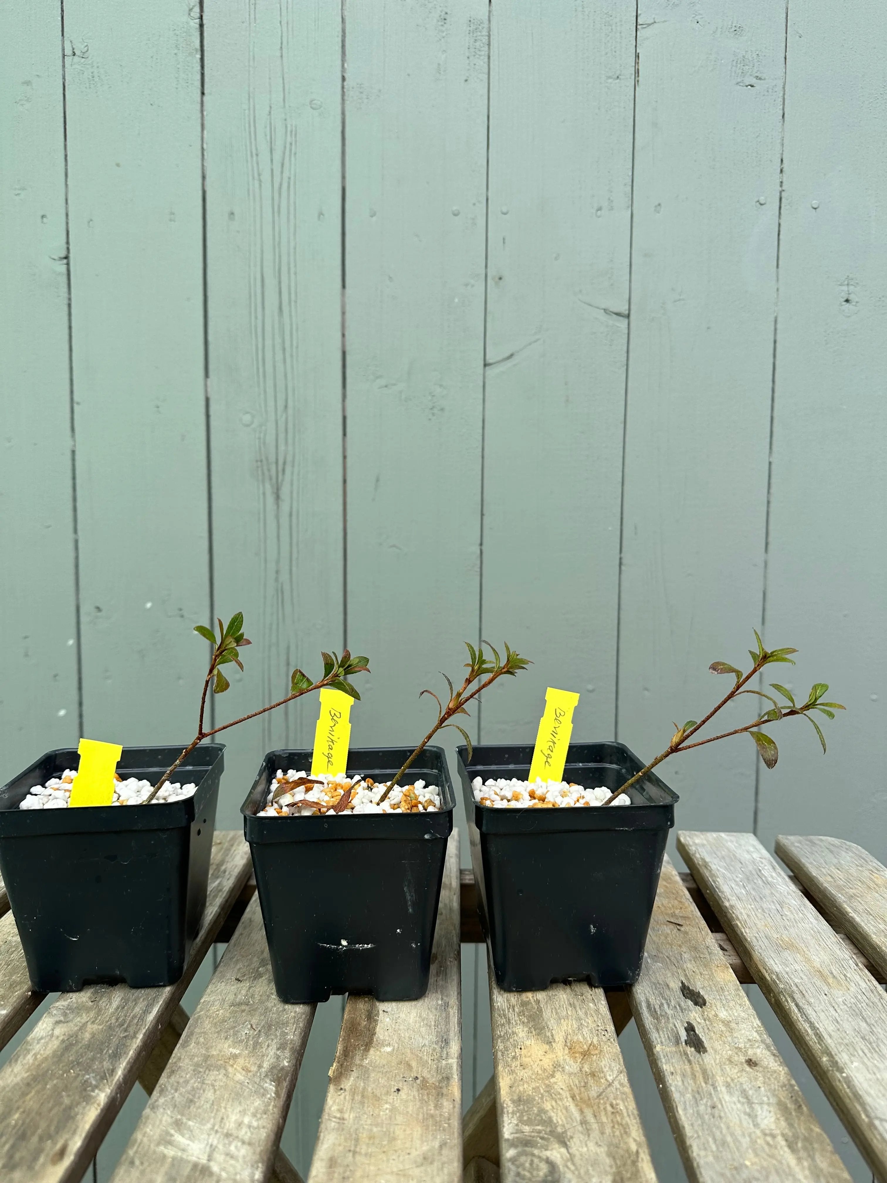 Satsuki Azalea 'Benikage' Canada Bonsai