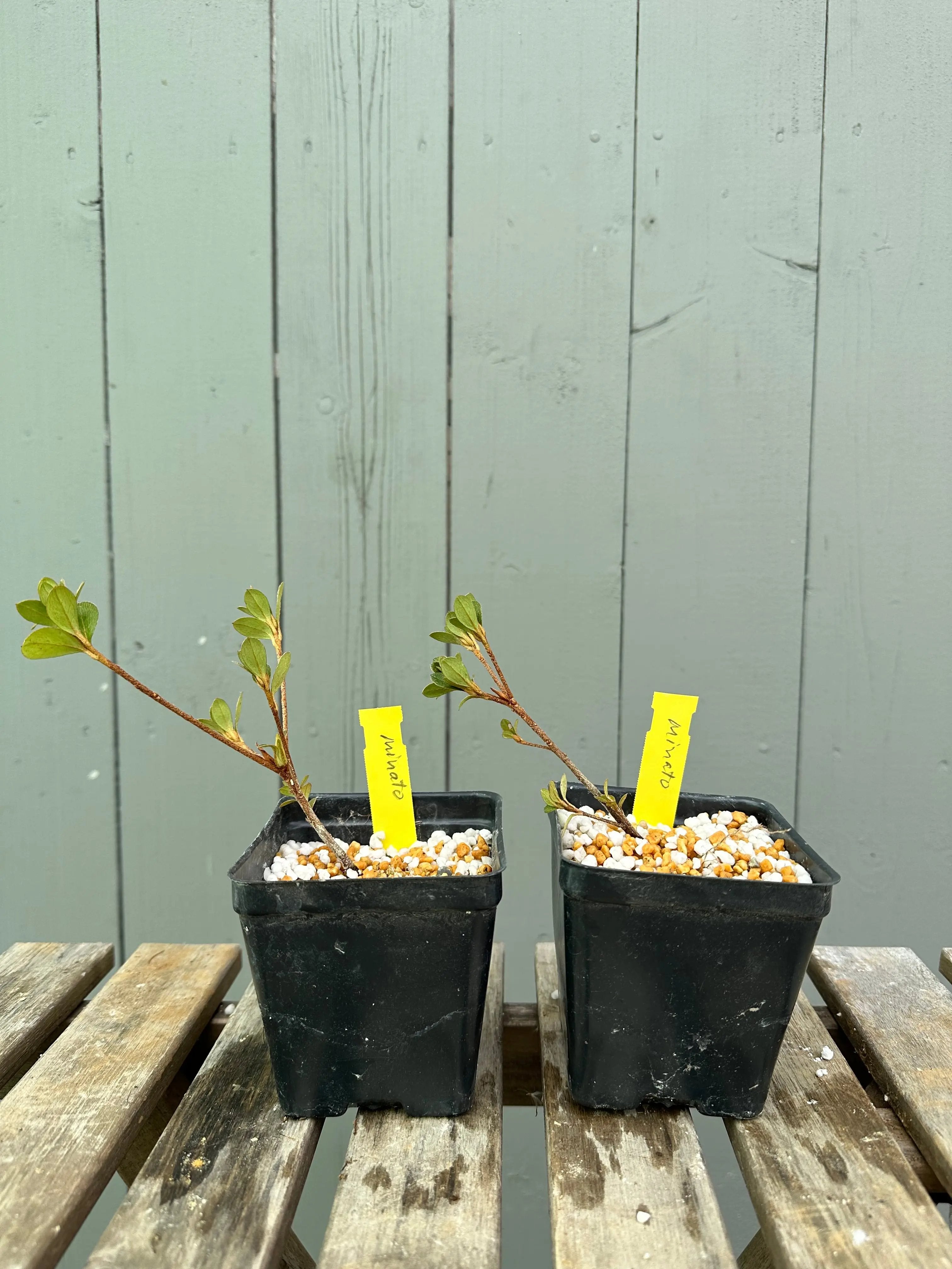 Satsuki Azalea 'Minato' Canada Bonsai