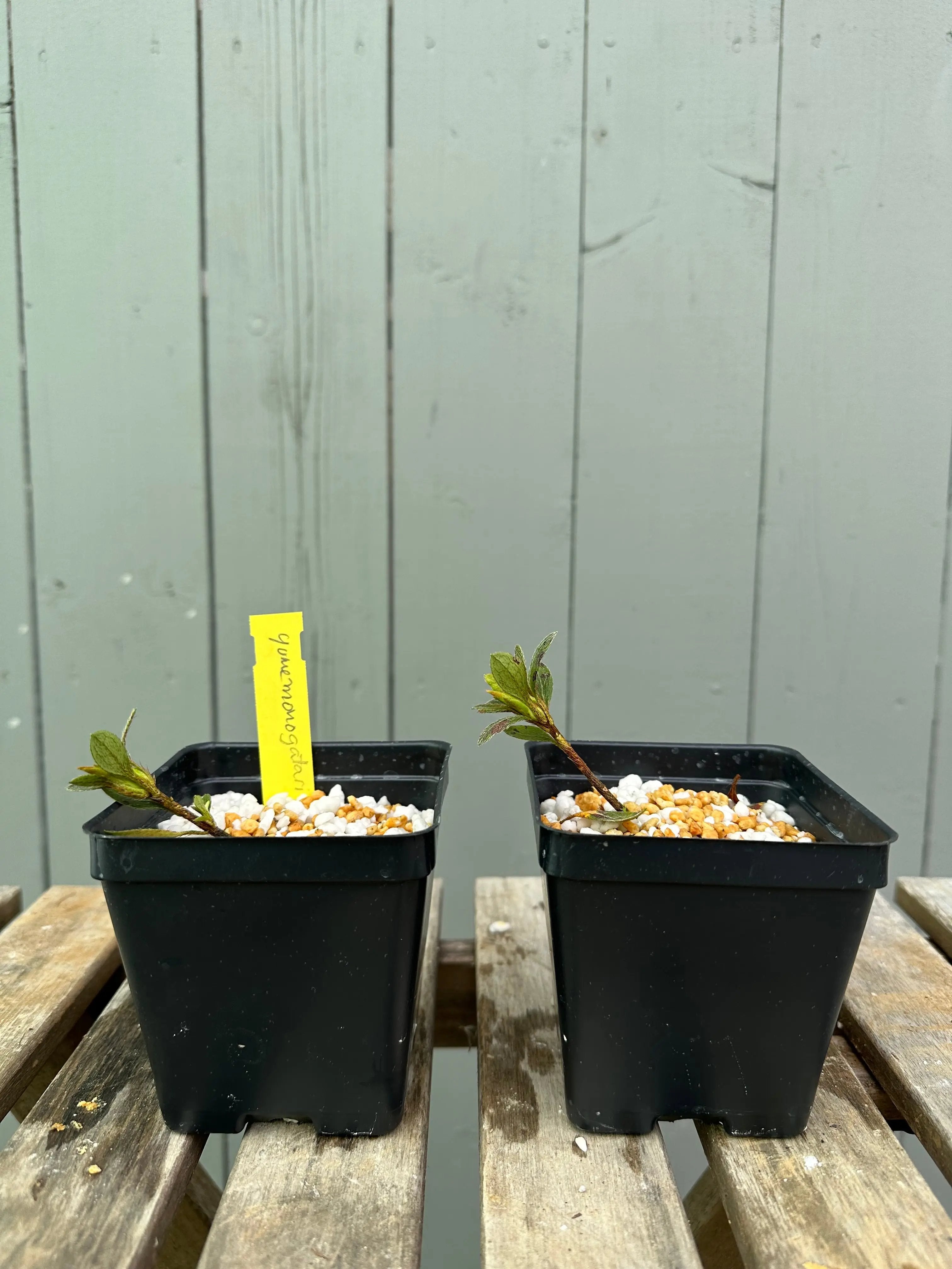 Satsuki Azalea 'Yumemonogatari' Canada Bonsai