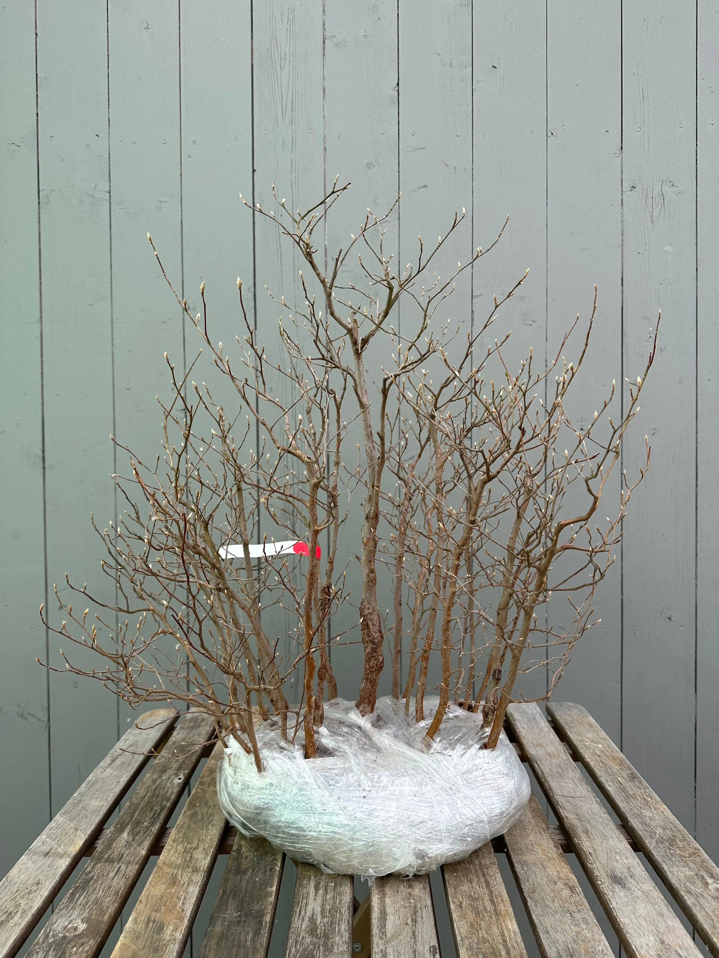 Stewartia Canada Bonsai