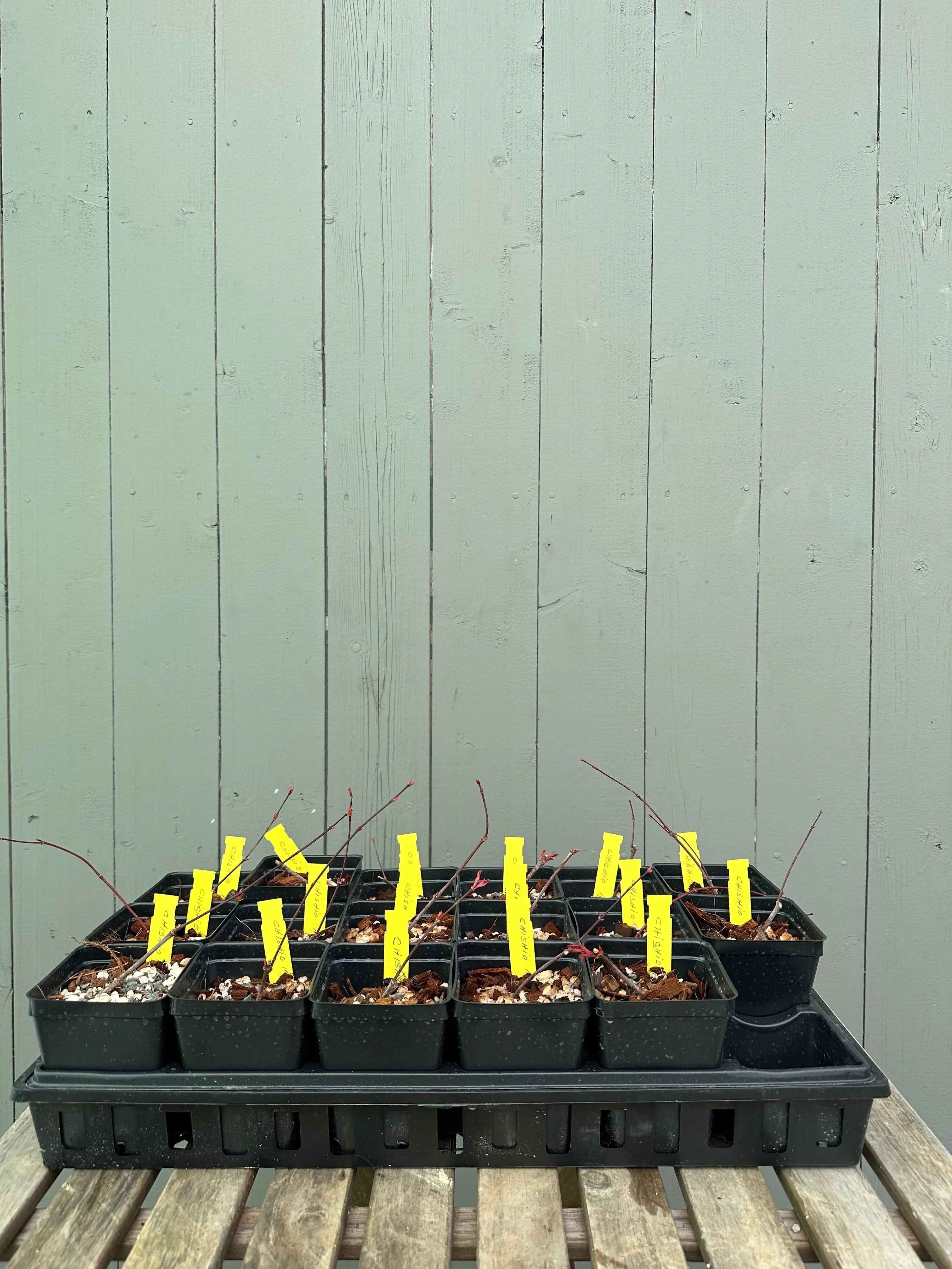 Japanese Maple 'Chishio' Canada Bonsai
