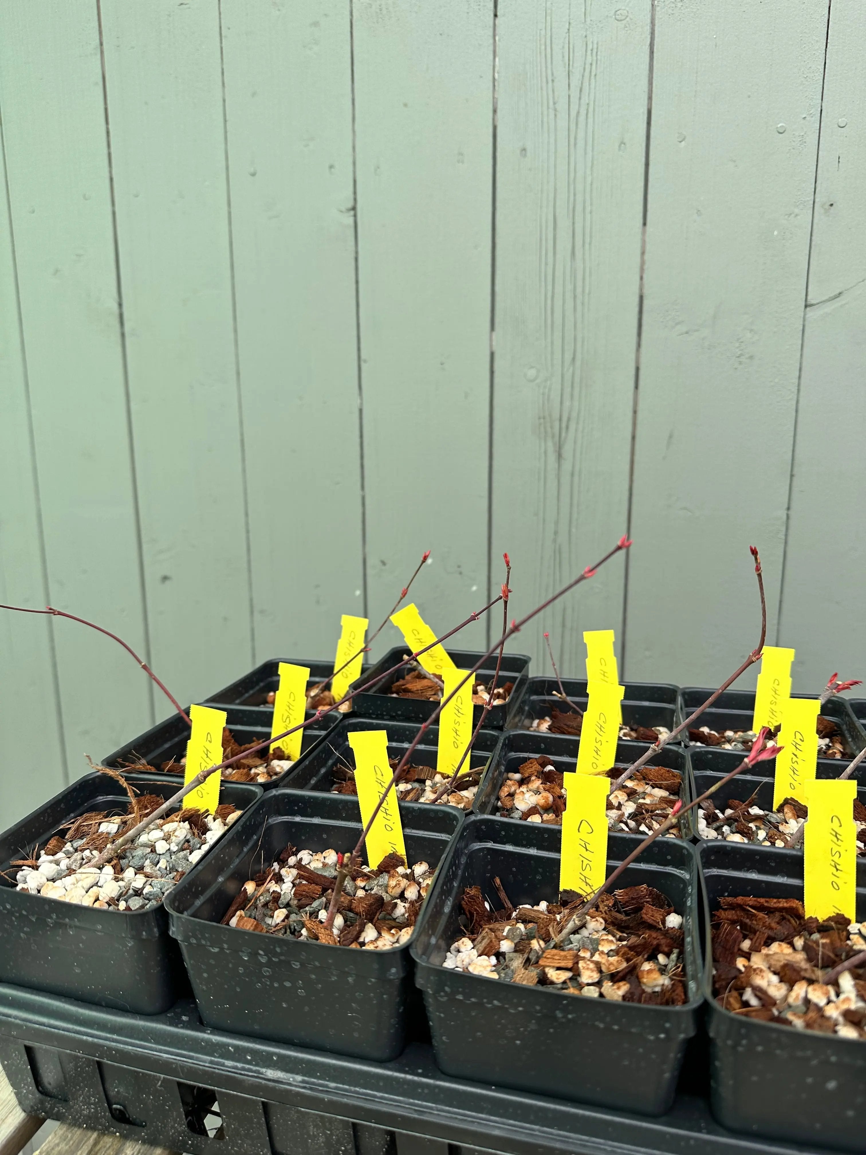 Japanese Maple 'Chishio' Canada Bonsai