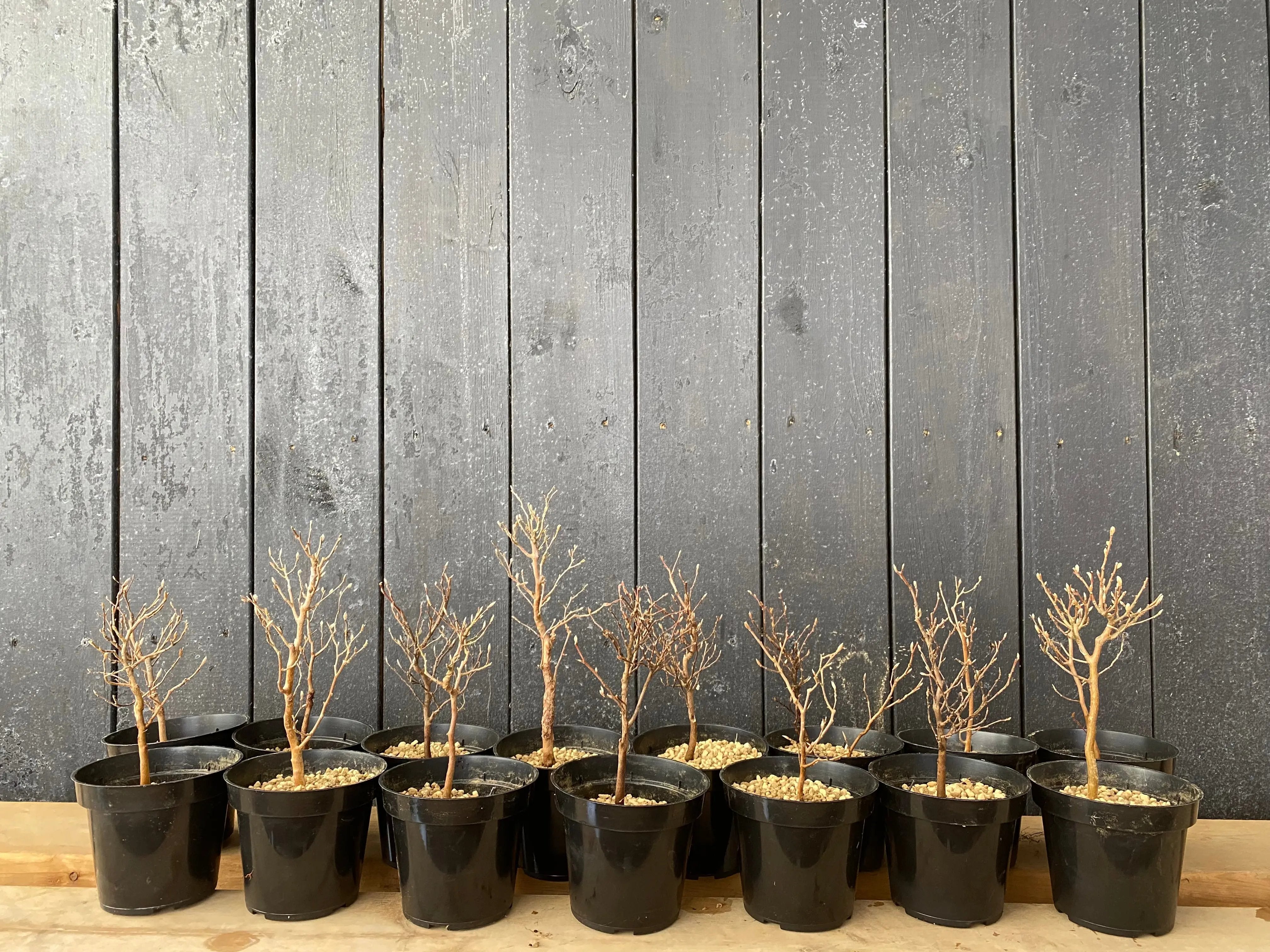 Stewartia Canada Bonsai