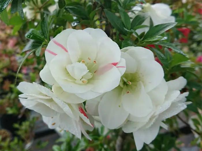 Satsuki 'Maikomachi' Canada Bonsai