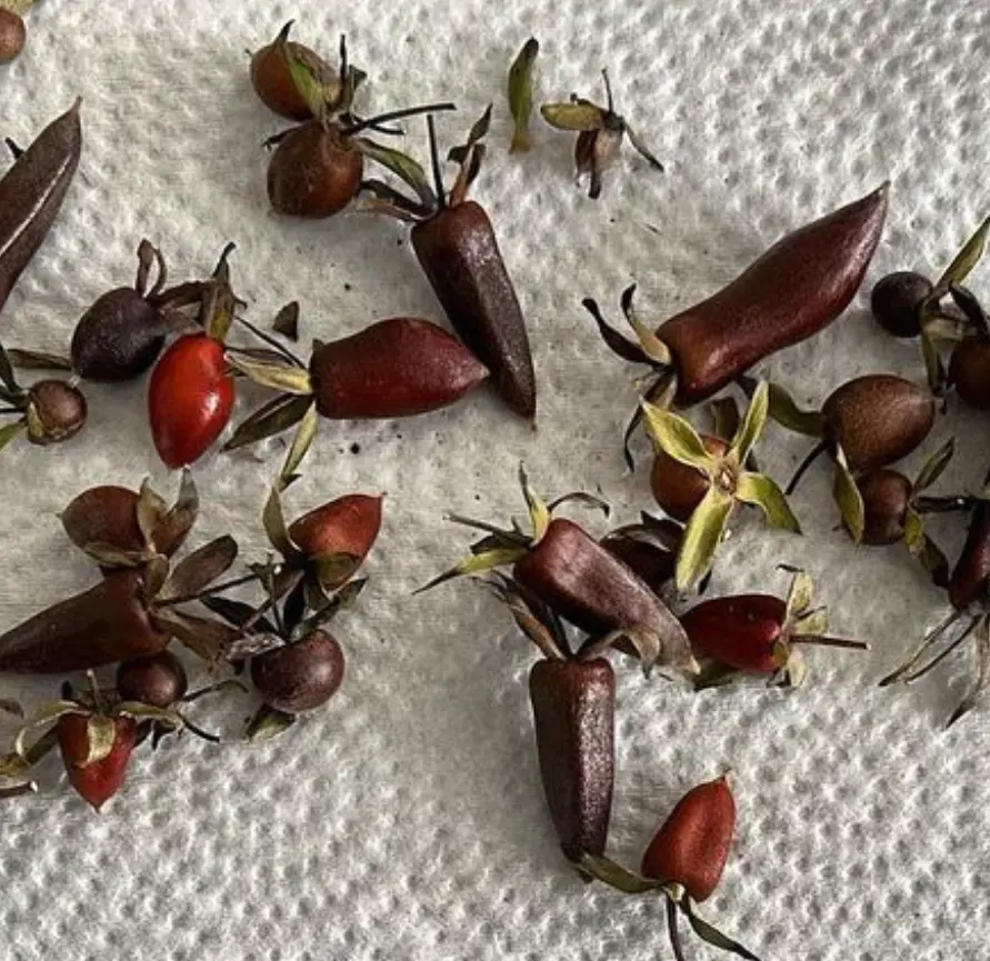 Diospyros rhombifolia (Princess Persimmon) CB Seeds