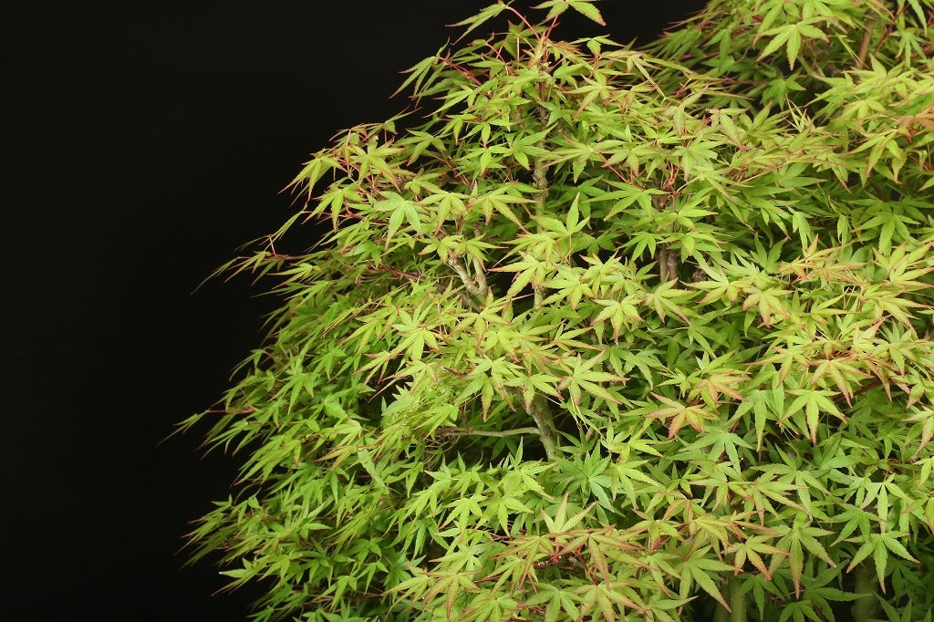 Acer palmatum 'Yuki Hime'