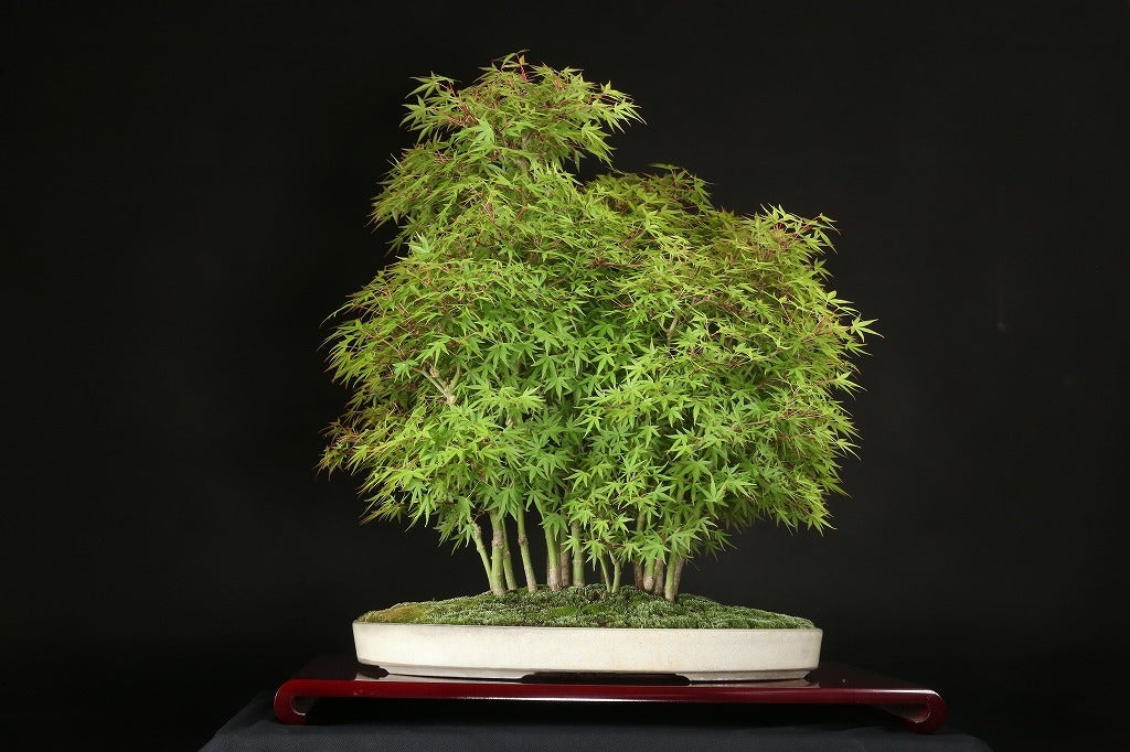 Acer palmatum 'Yuki Hime'