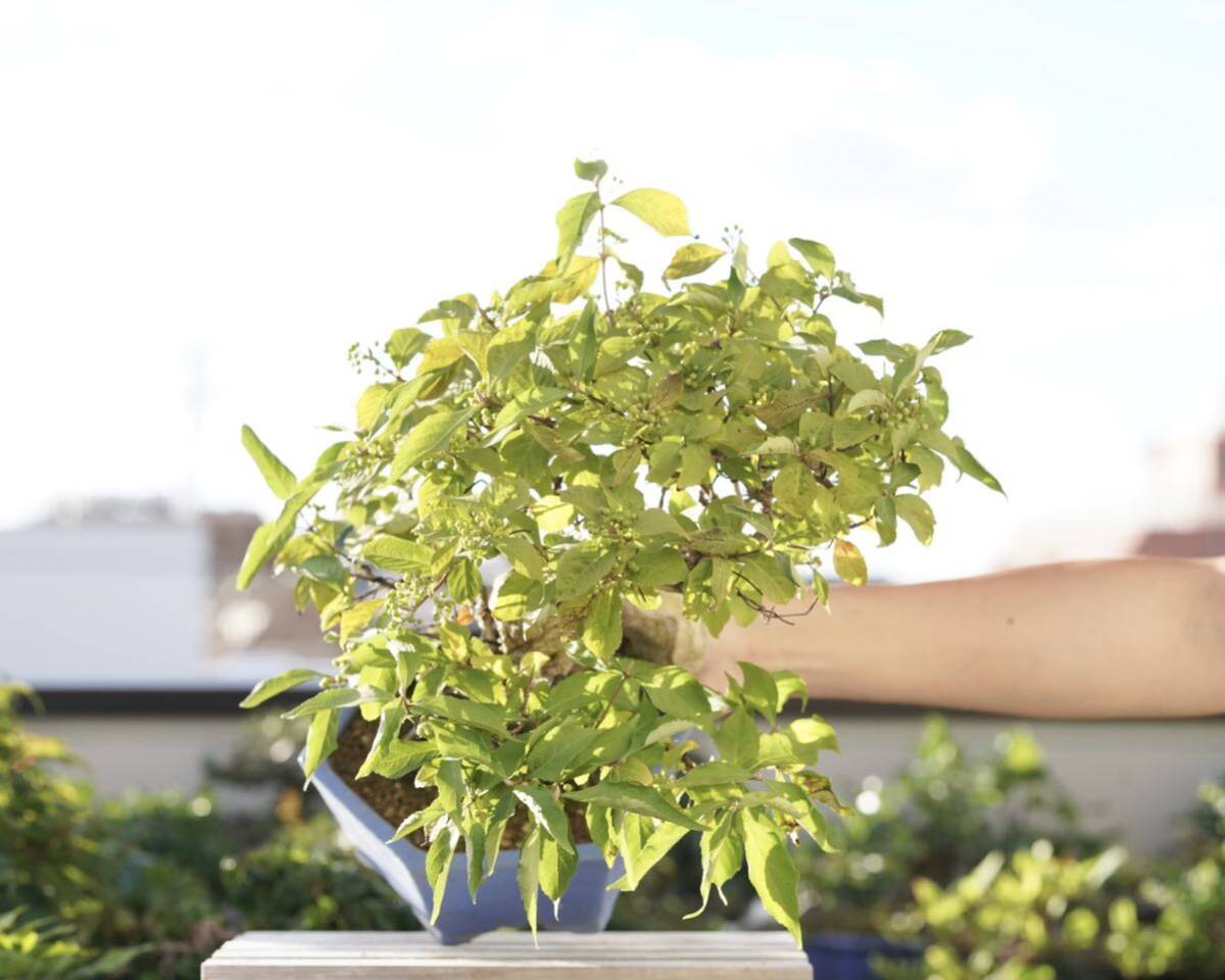 Callicarpa japonica