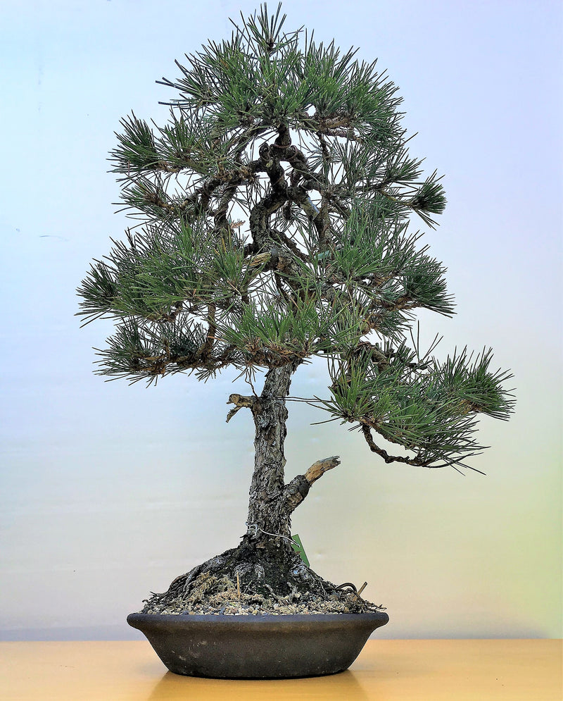 Pinus Thunbergii