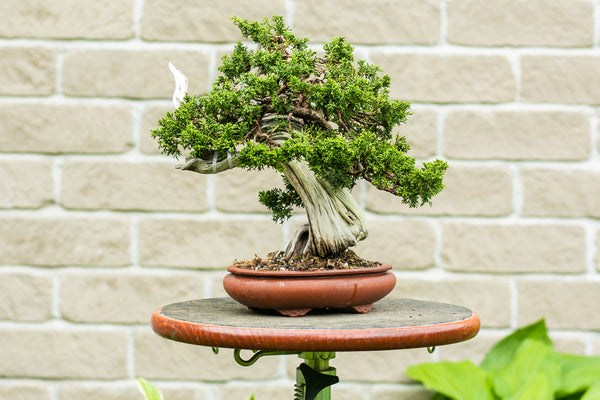 Juniperus chinensis