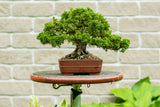 Juniperus chinensis