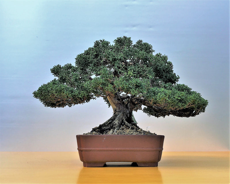 Juniperus chinensis