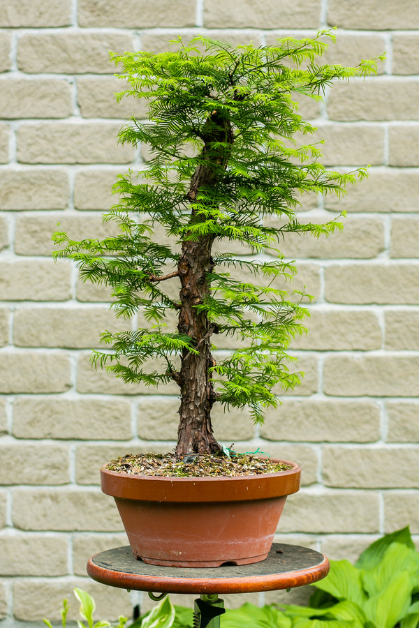 Metasequoia glyptostroboïdes