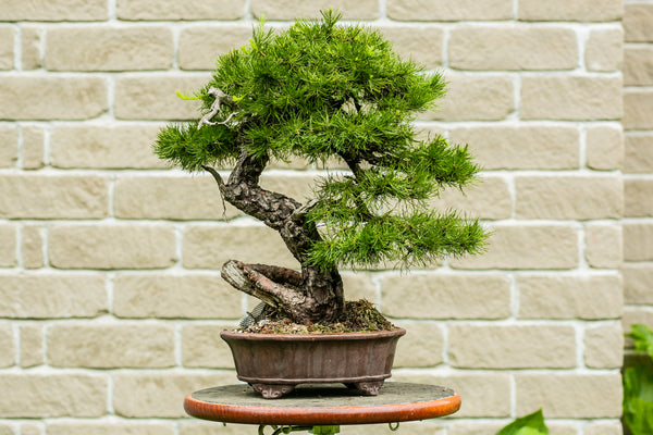 Larix Laricina