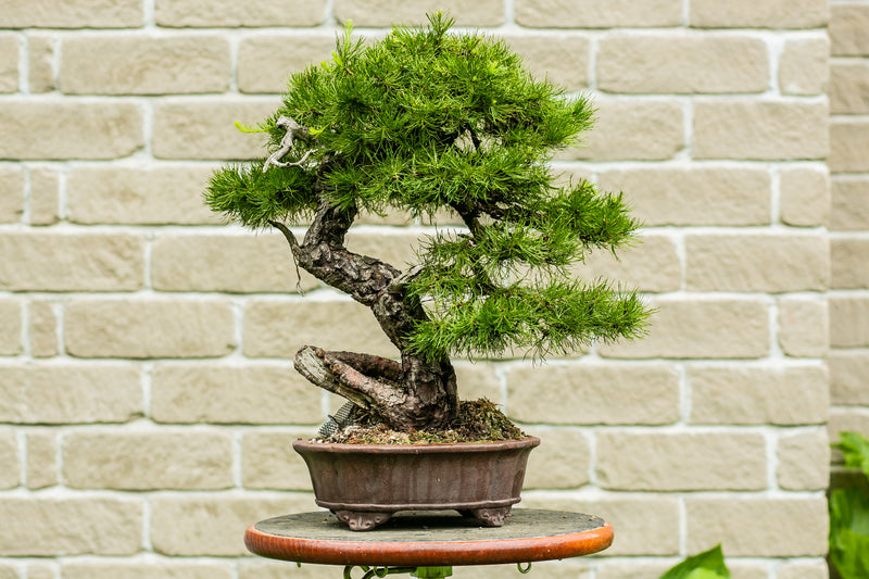 Larix Laricina