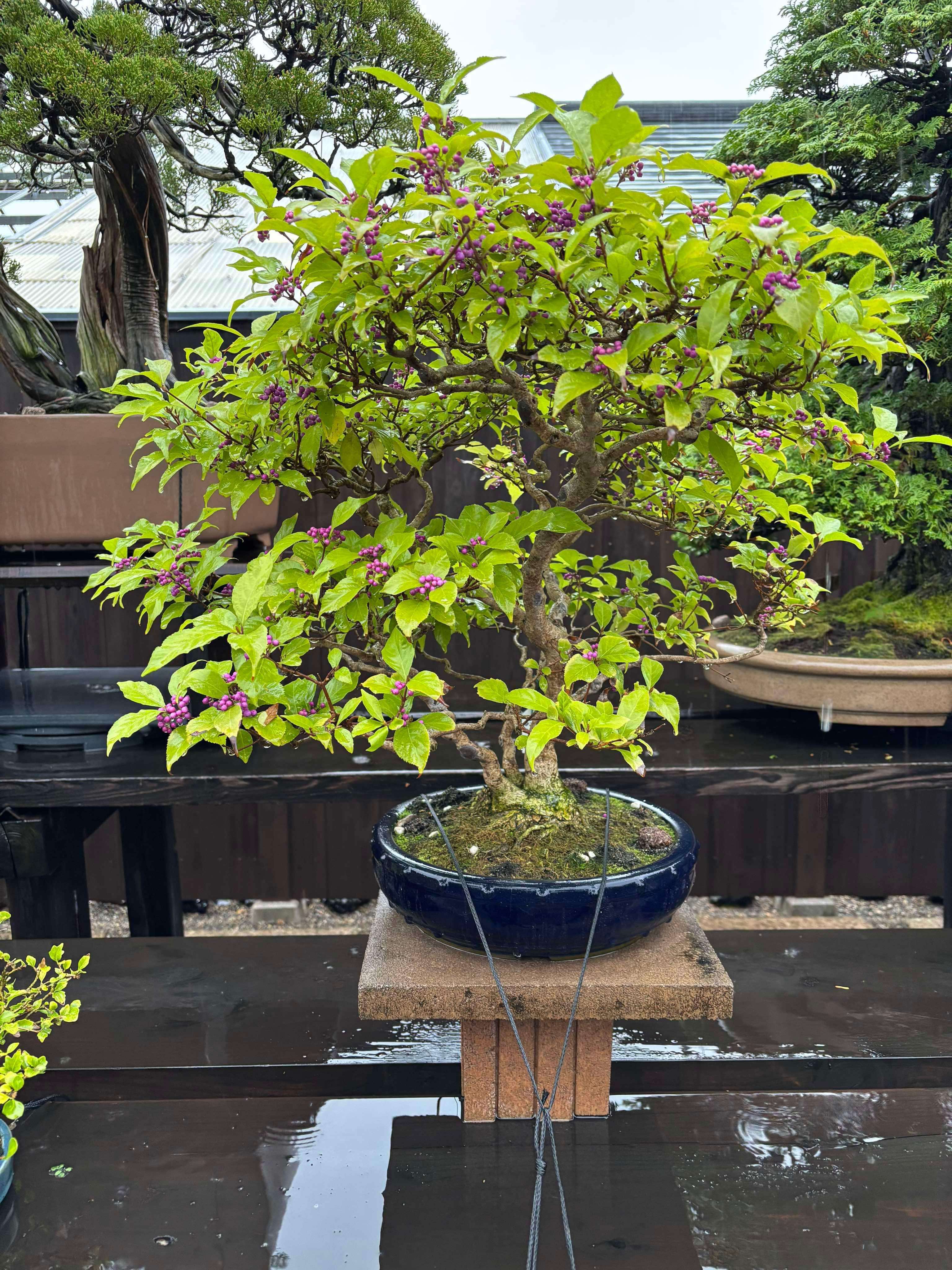 Callicarpa japonica