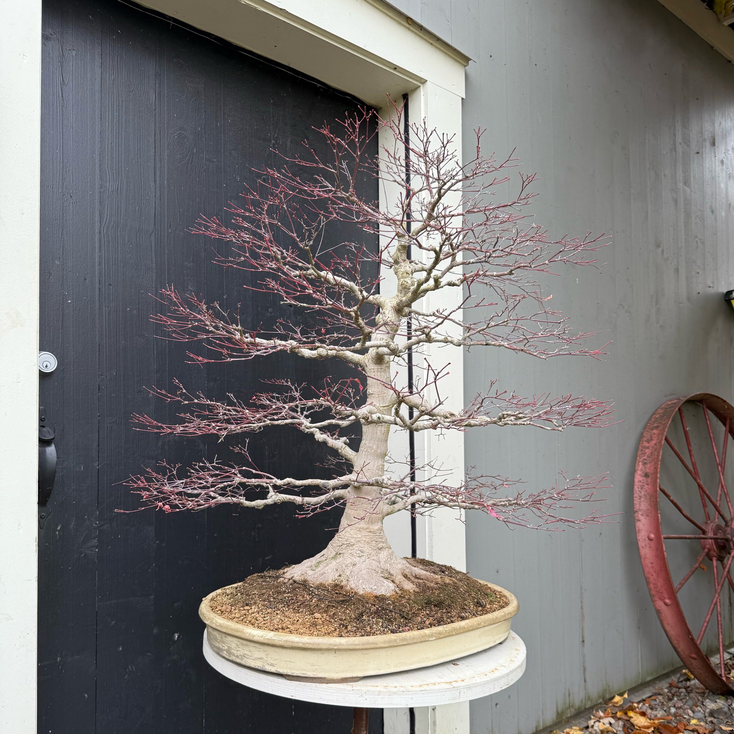 Acer palmatum