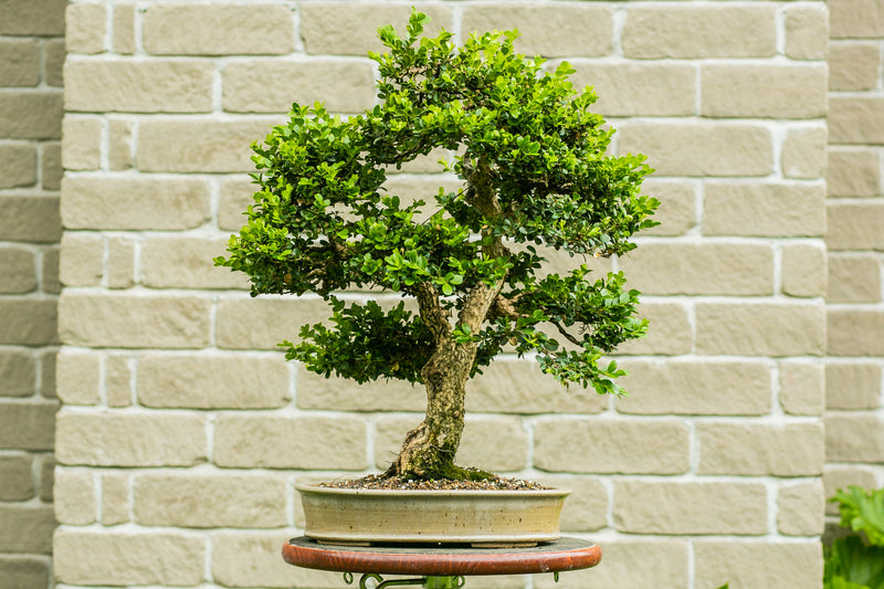 Buxus