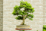 Buxus