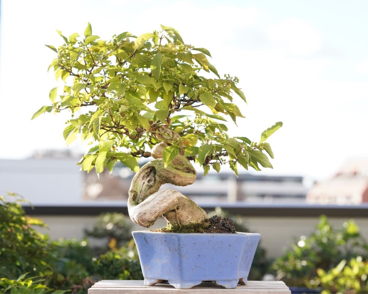 Callicarpa japonica