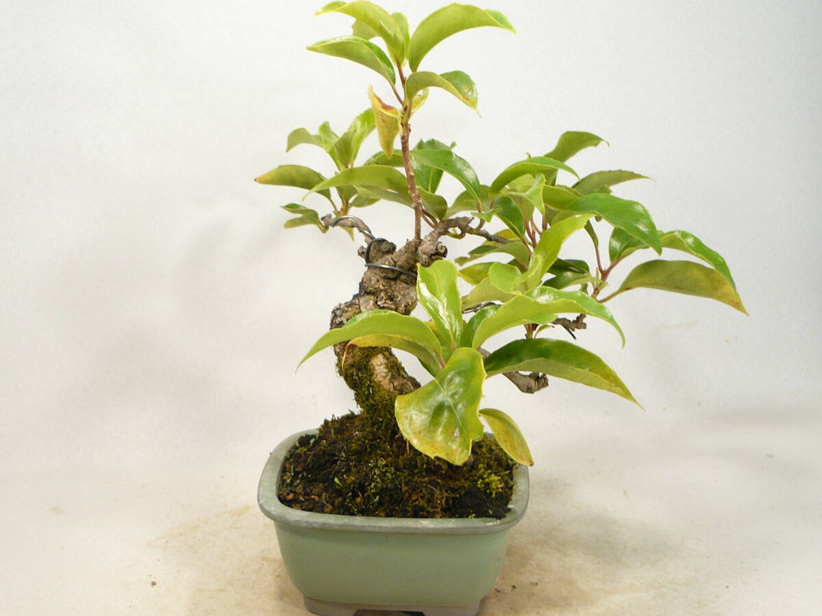 Kadsura japonica