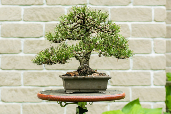 Pinus Thunbergii